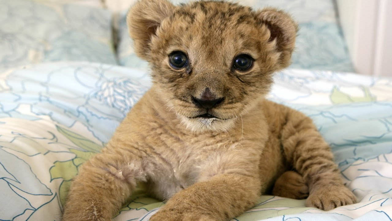 Baby Lion On A Bed Background