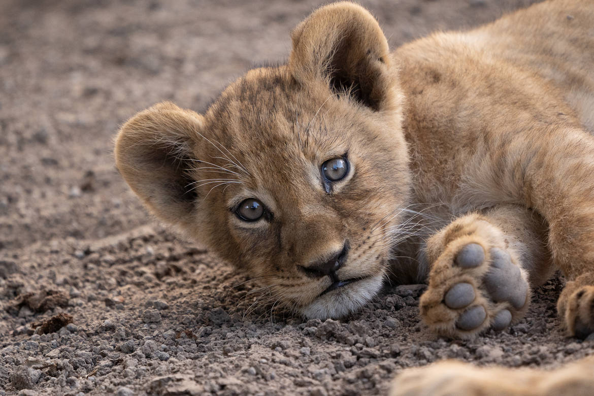 Baby Lion That Just Woke Up