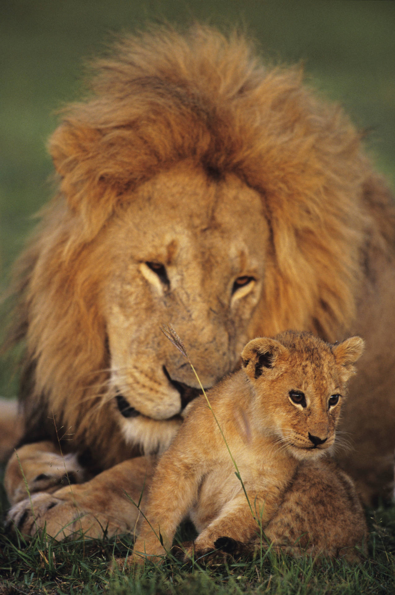 Baby Lion With A Big Lion