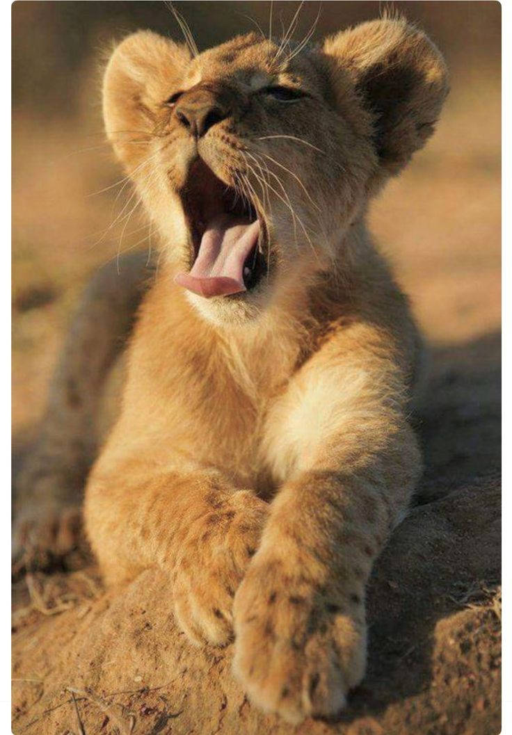 Baby Lion Yawning During Sunset Background