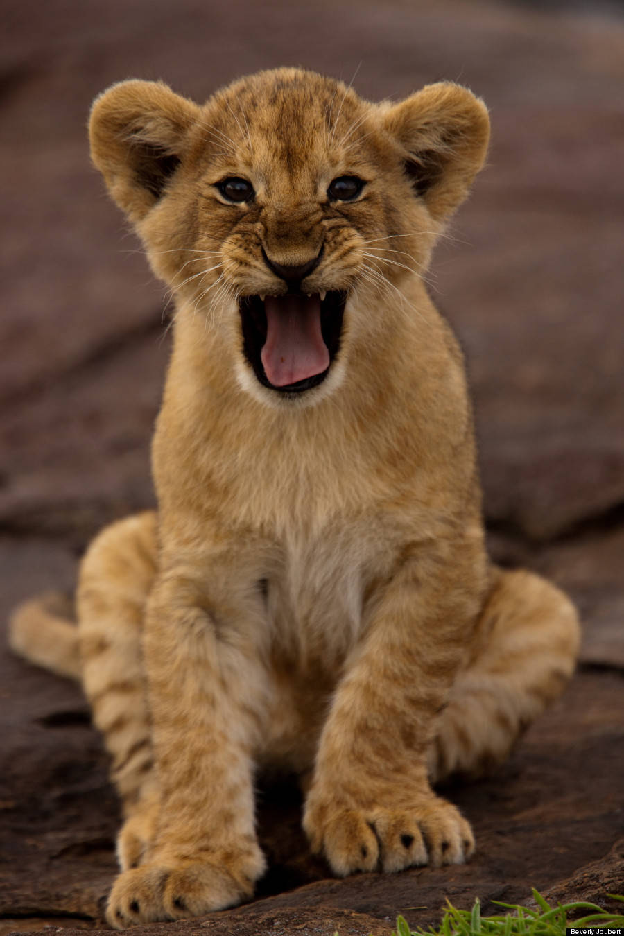 Baby Lion Yawning Portrait Background