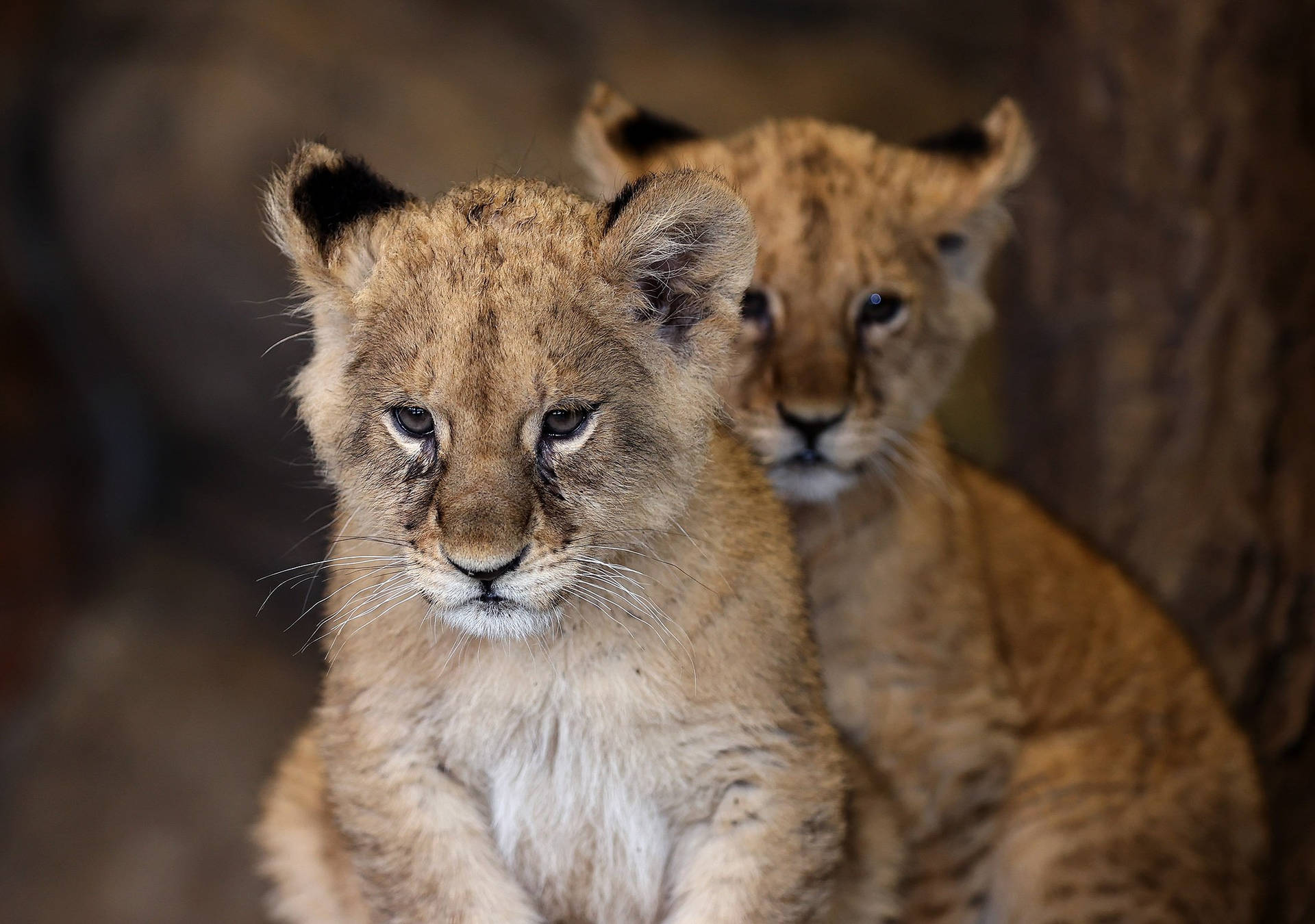 Baby Lions In A Cave Background