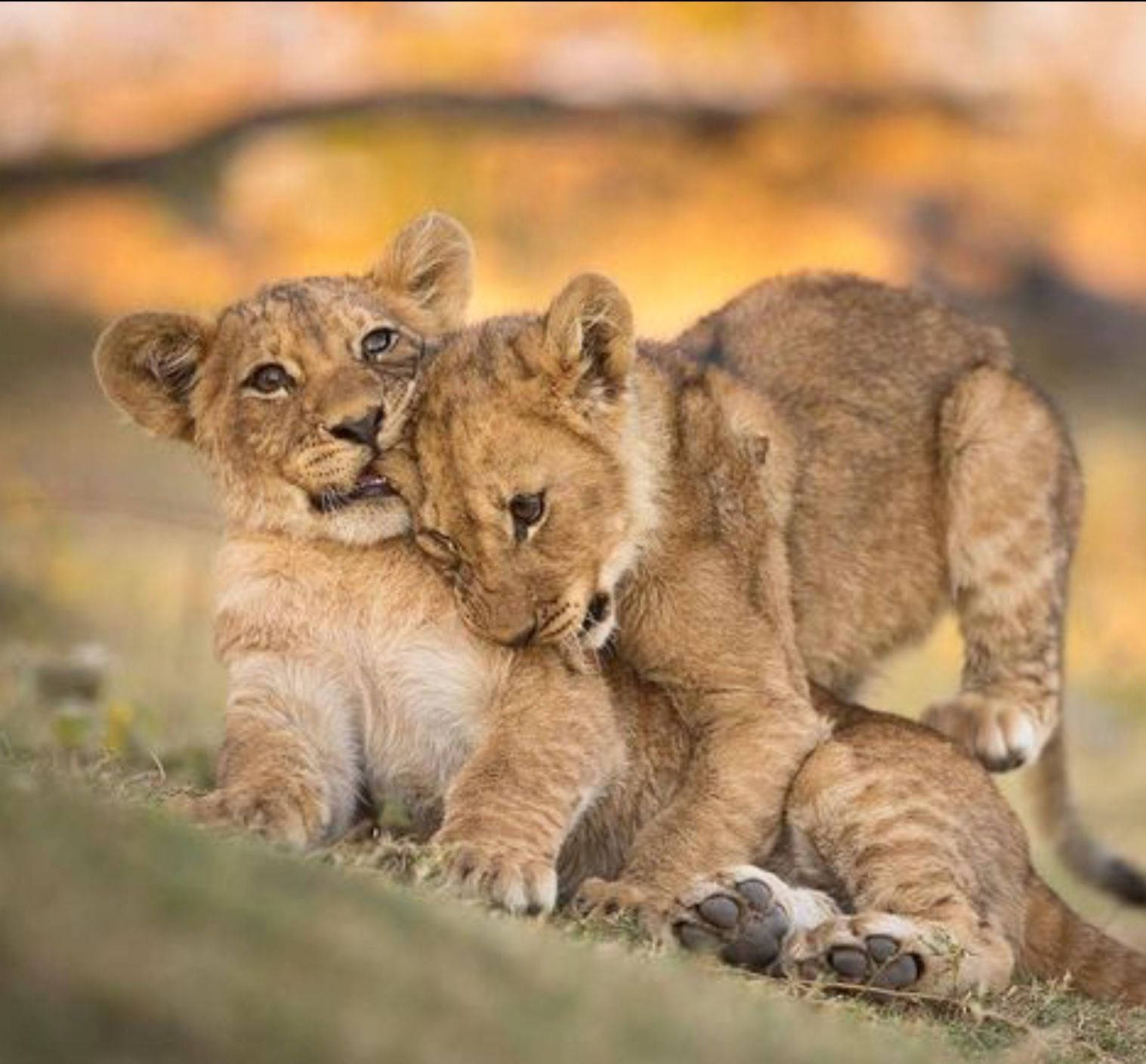 Baby Lions Playing