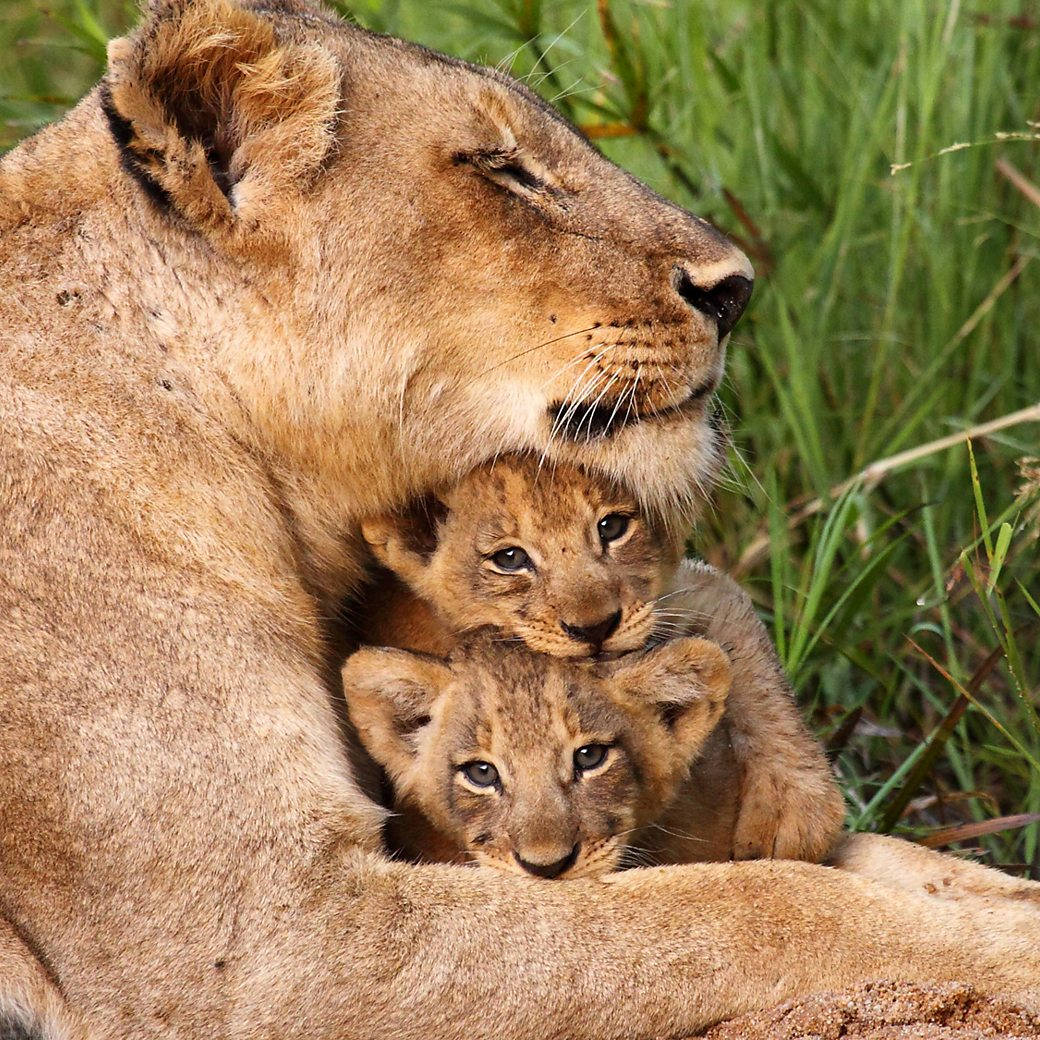 Baby Lions Under Their Mother Background