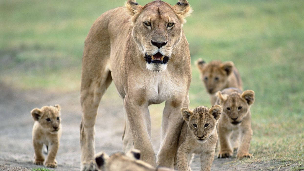 Baby Lions With Mother Lioness Background