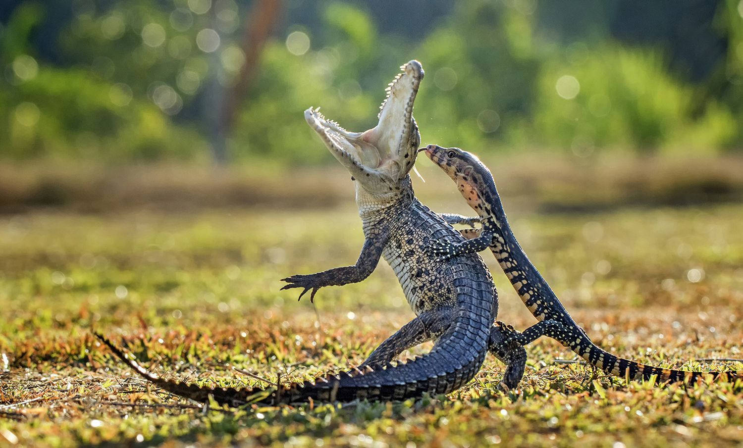 Baby Lizard Grasping Adult Monitor Lizard Background