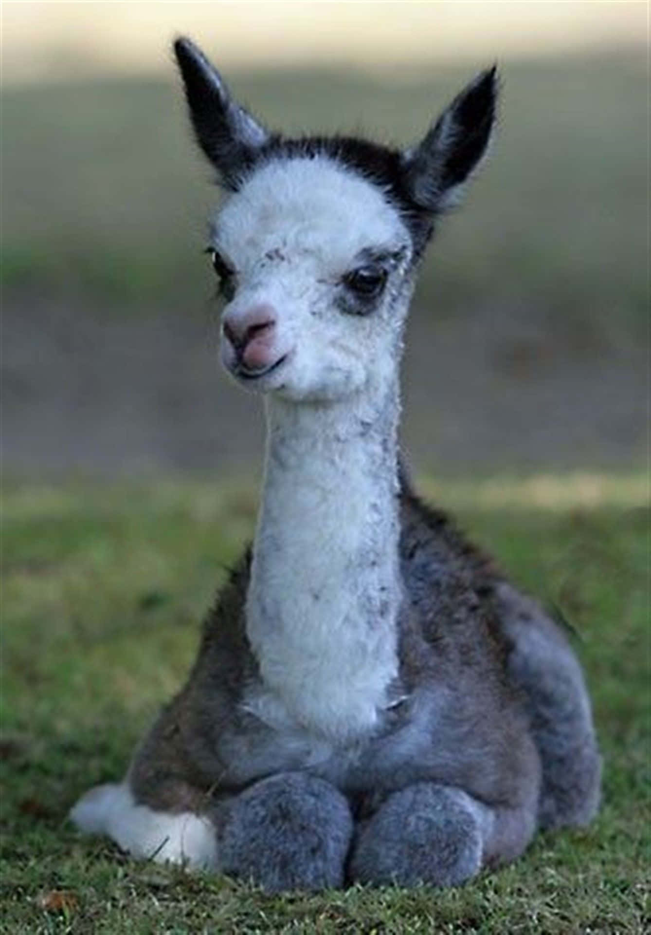 Baby Llama Restingon Grass.jpg Background