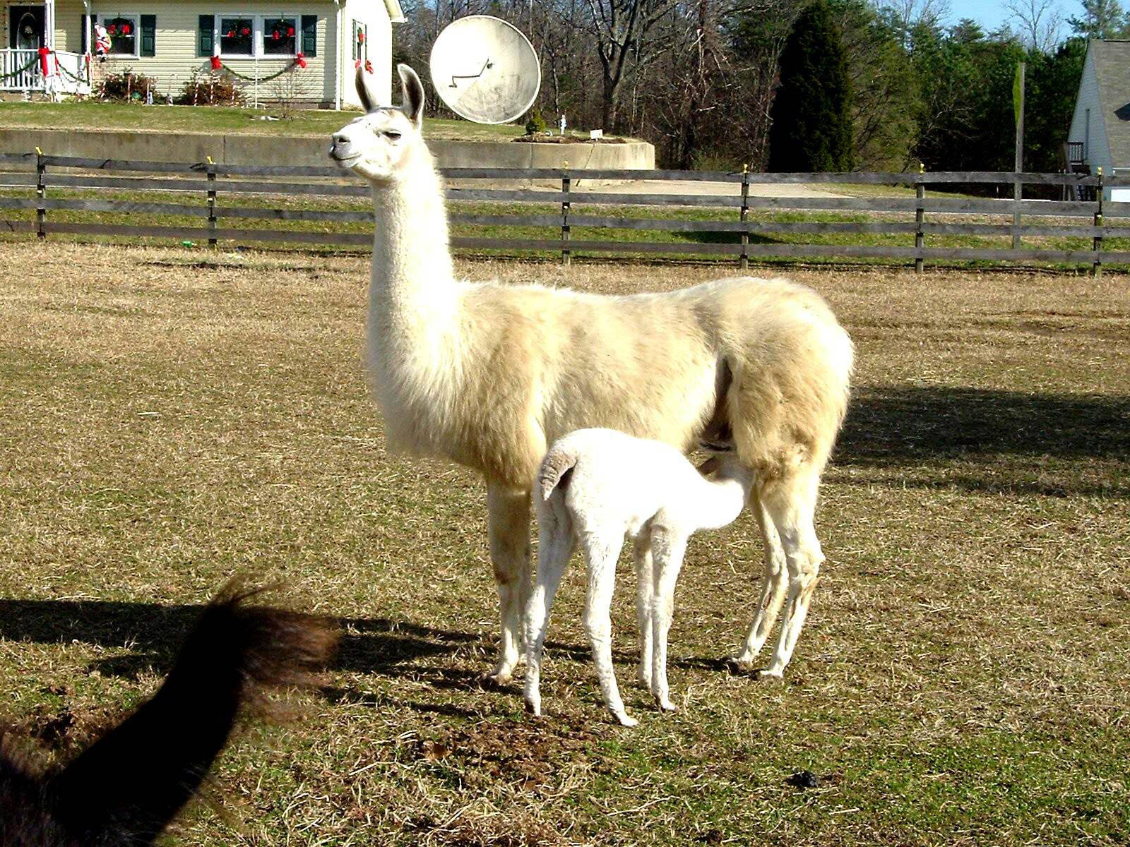 Baby Llama Sucks Milk Background