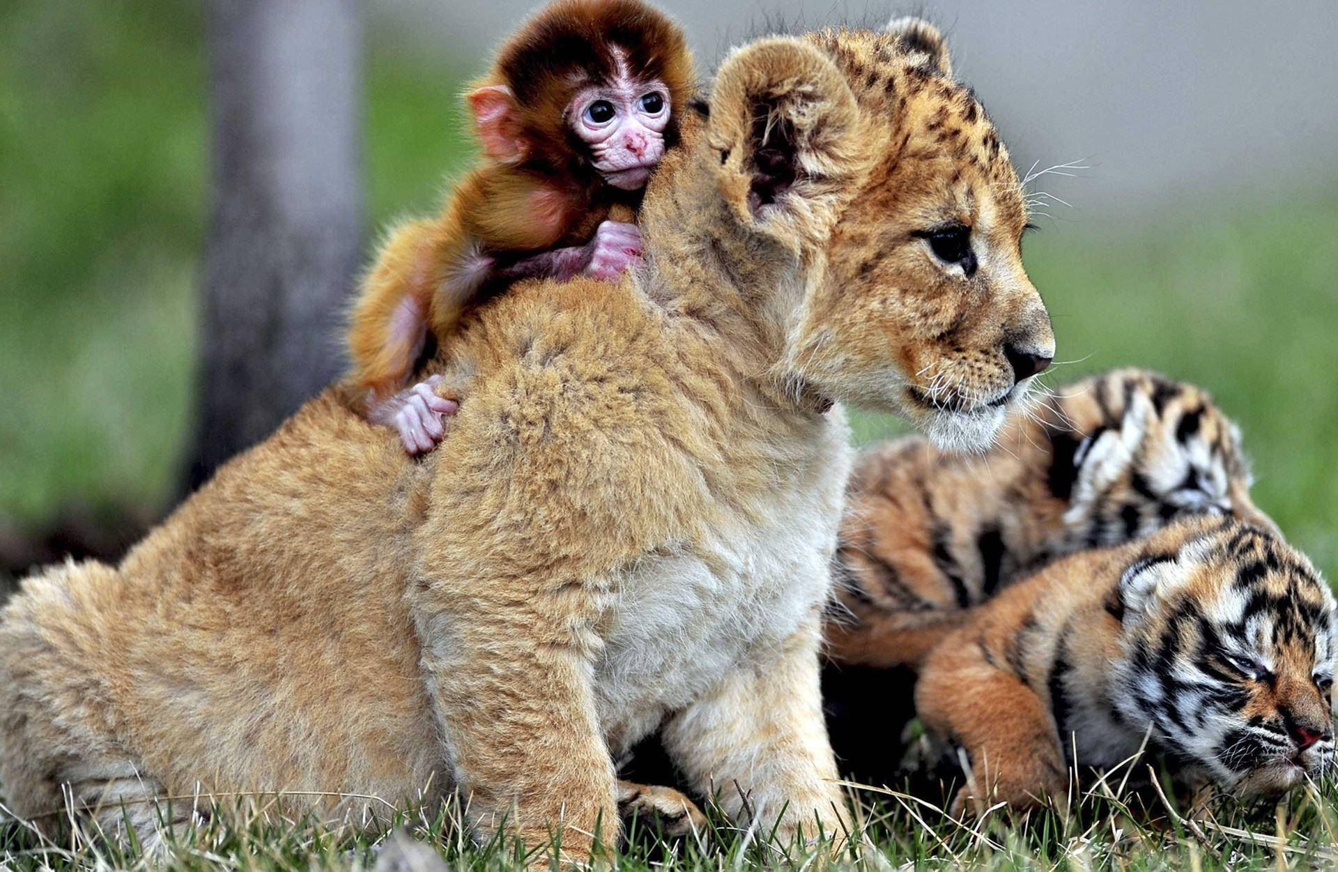 Baby Monkey And Lion Cub