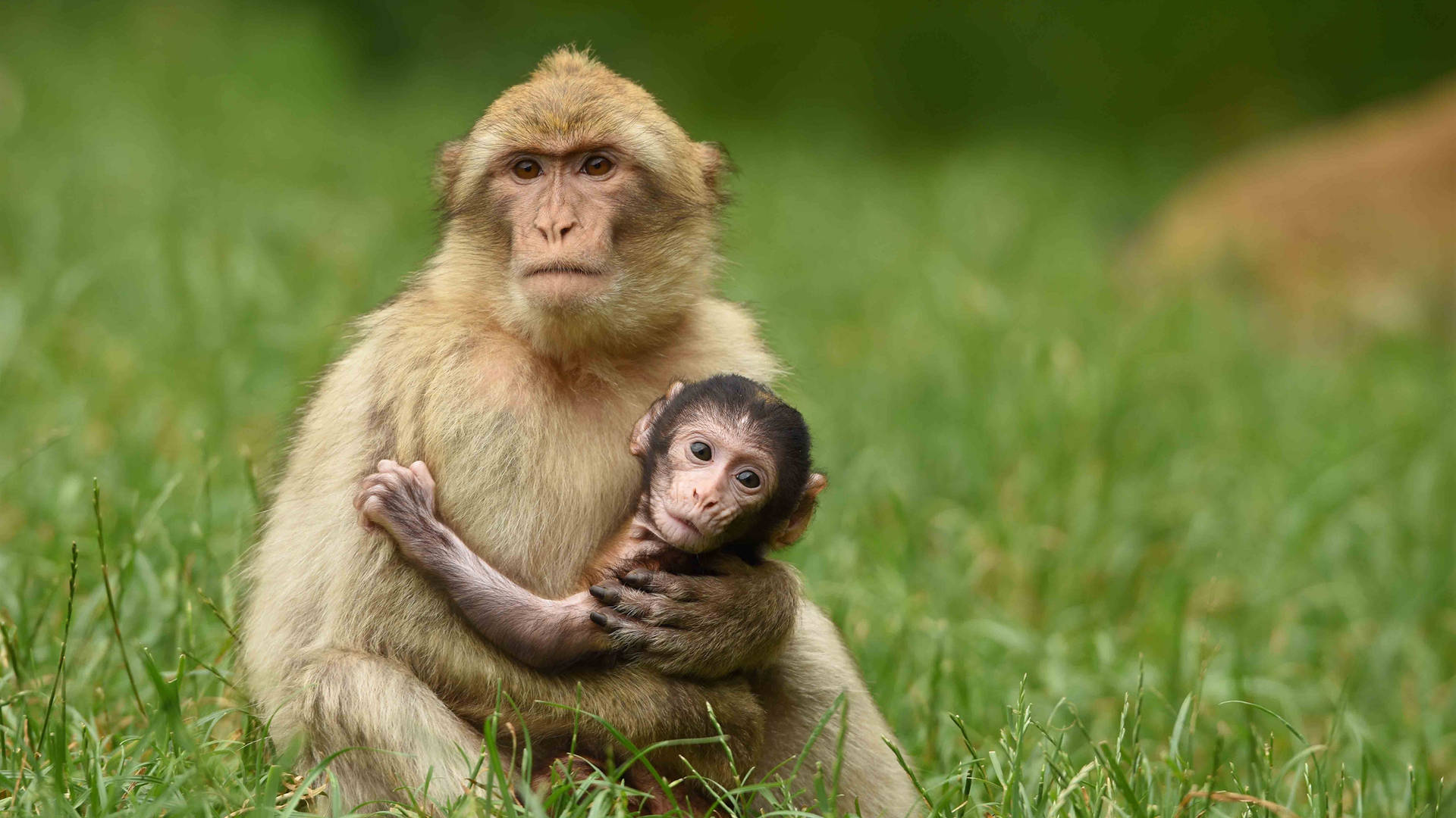 Baby Monkey And Mother Background