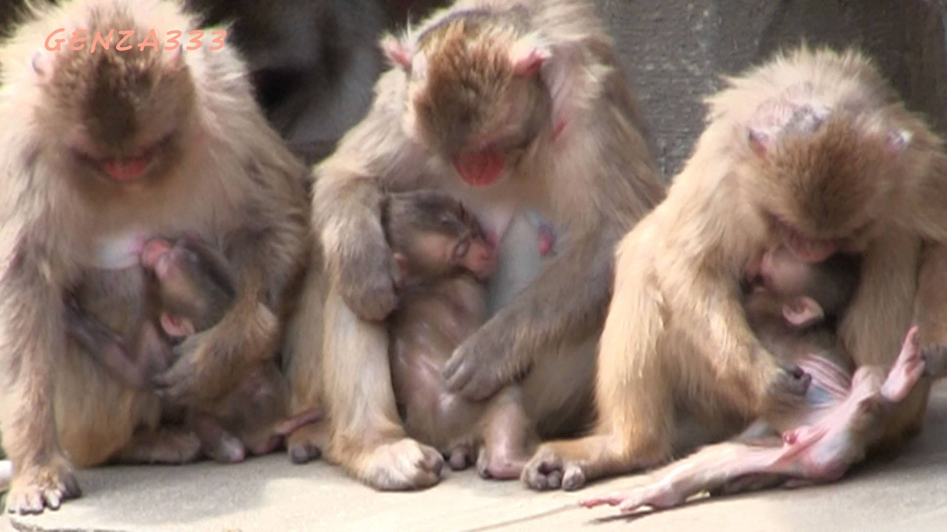 Baby Monkey Cuddle Background