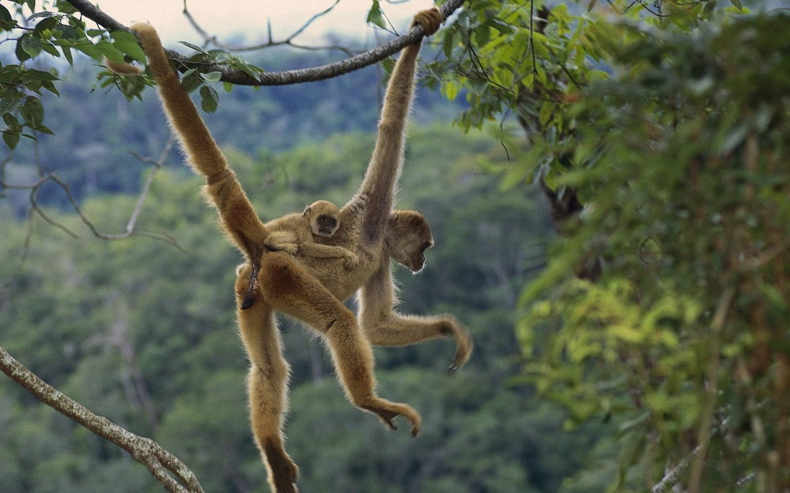 Baby Monkey Hanging Background