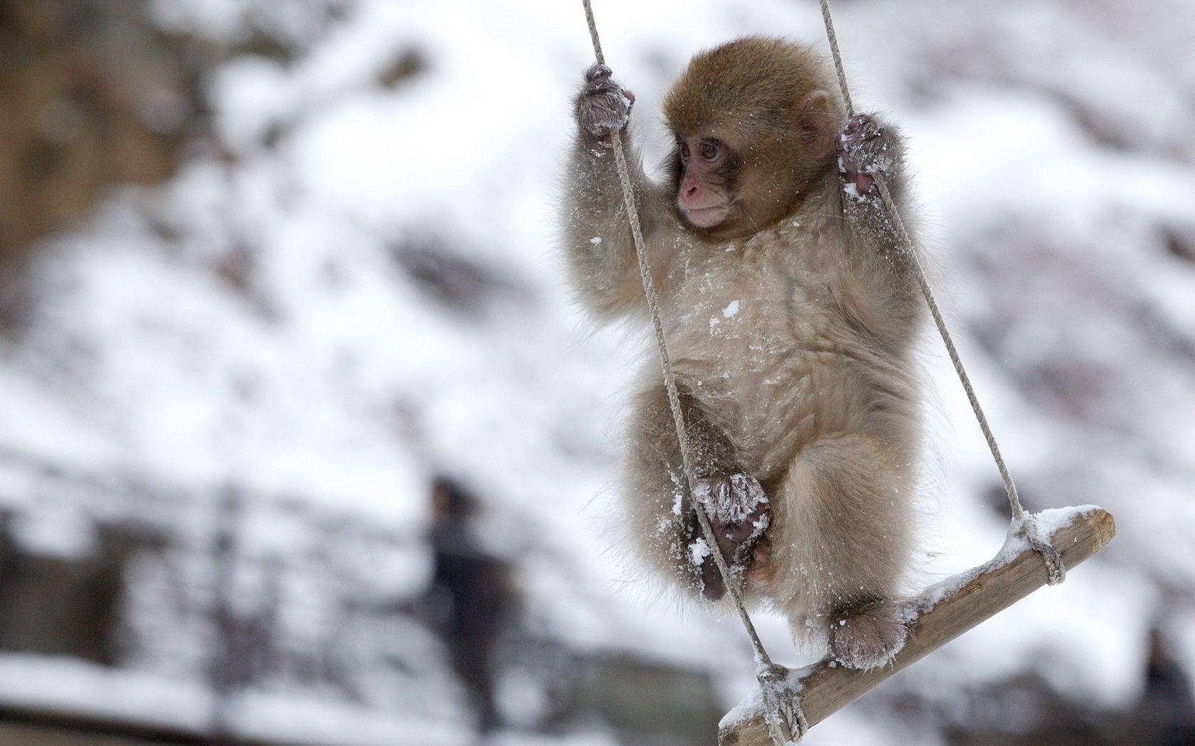 Baby Monkey On Swing Background