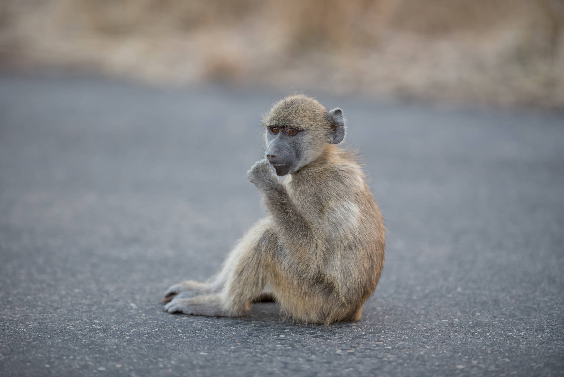 Baby Monkey On The Road Background