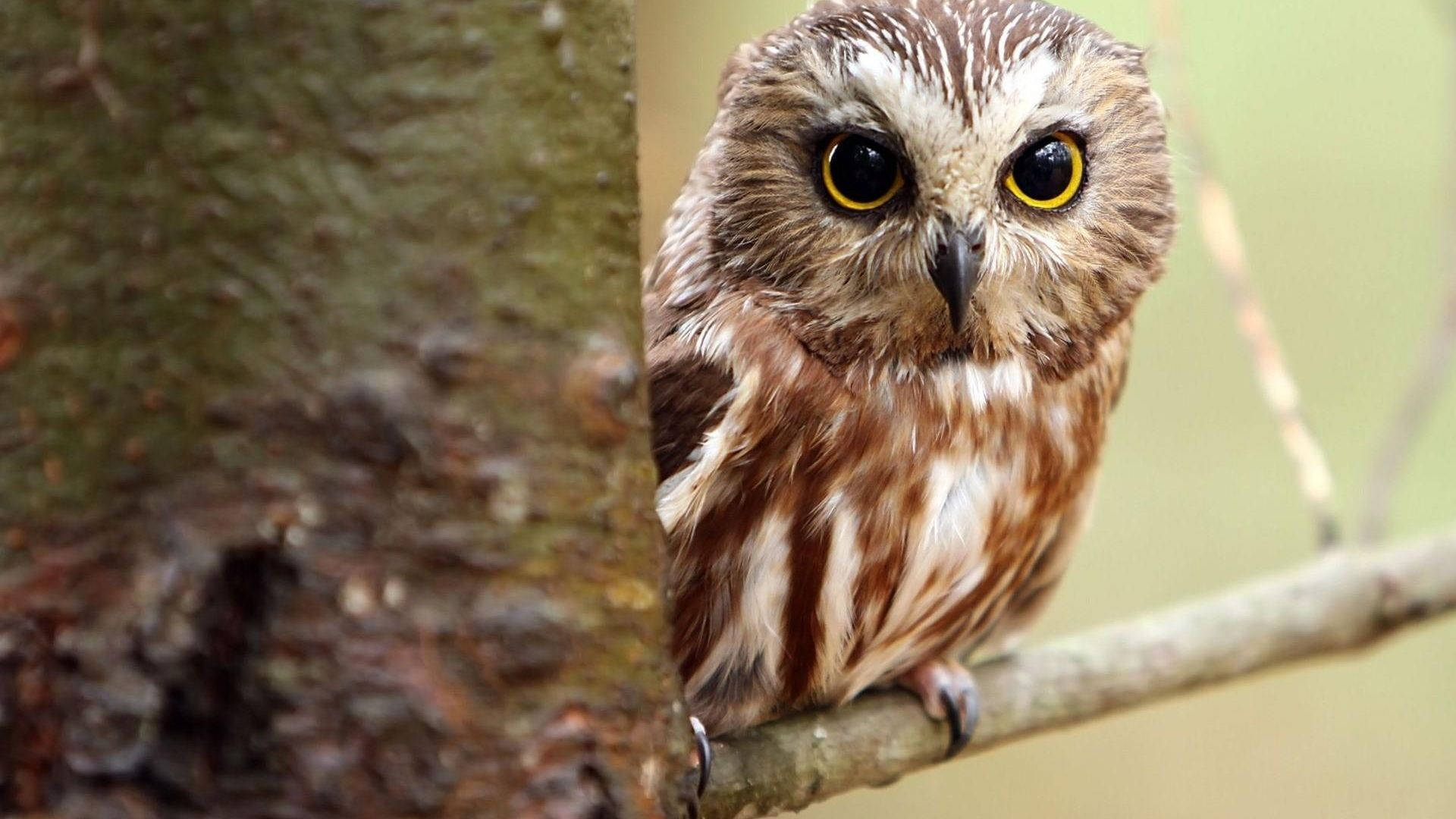 Baby Owl Beside The Tree Background