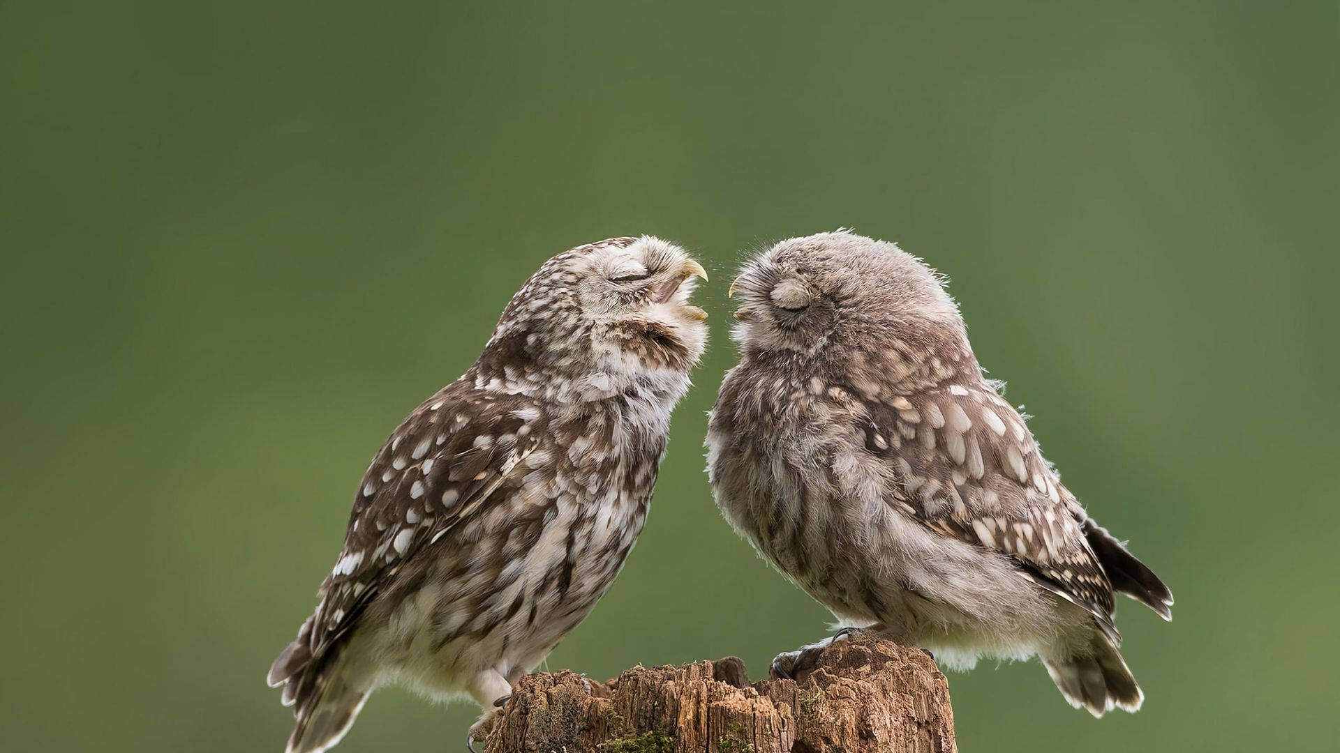 Baby Owl Couple Background