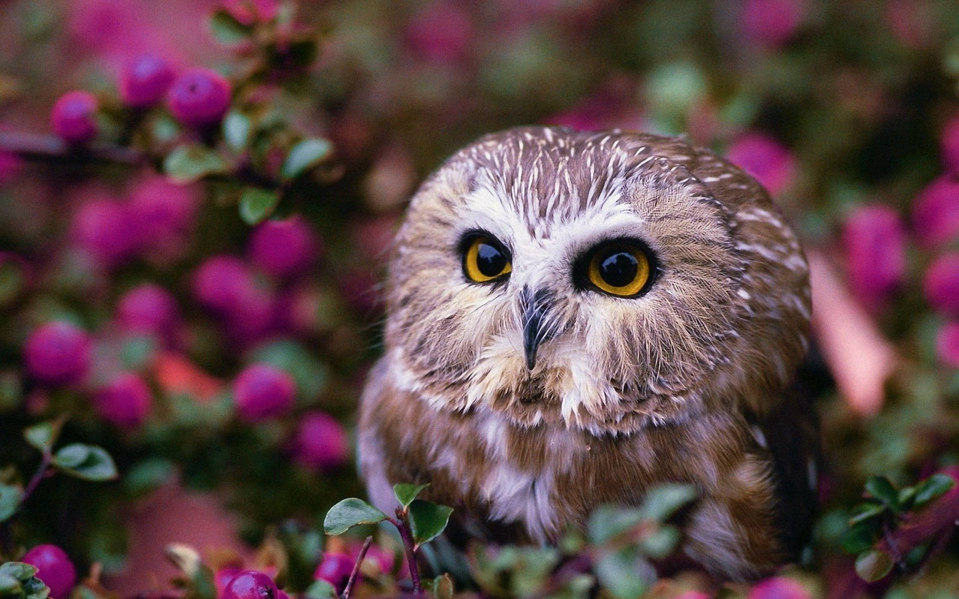 Baby Owl In Purple Flowers Background
