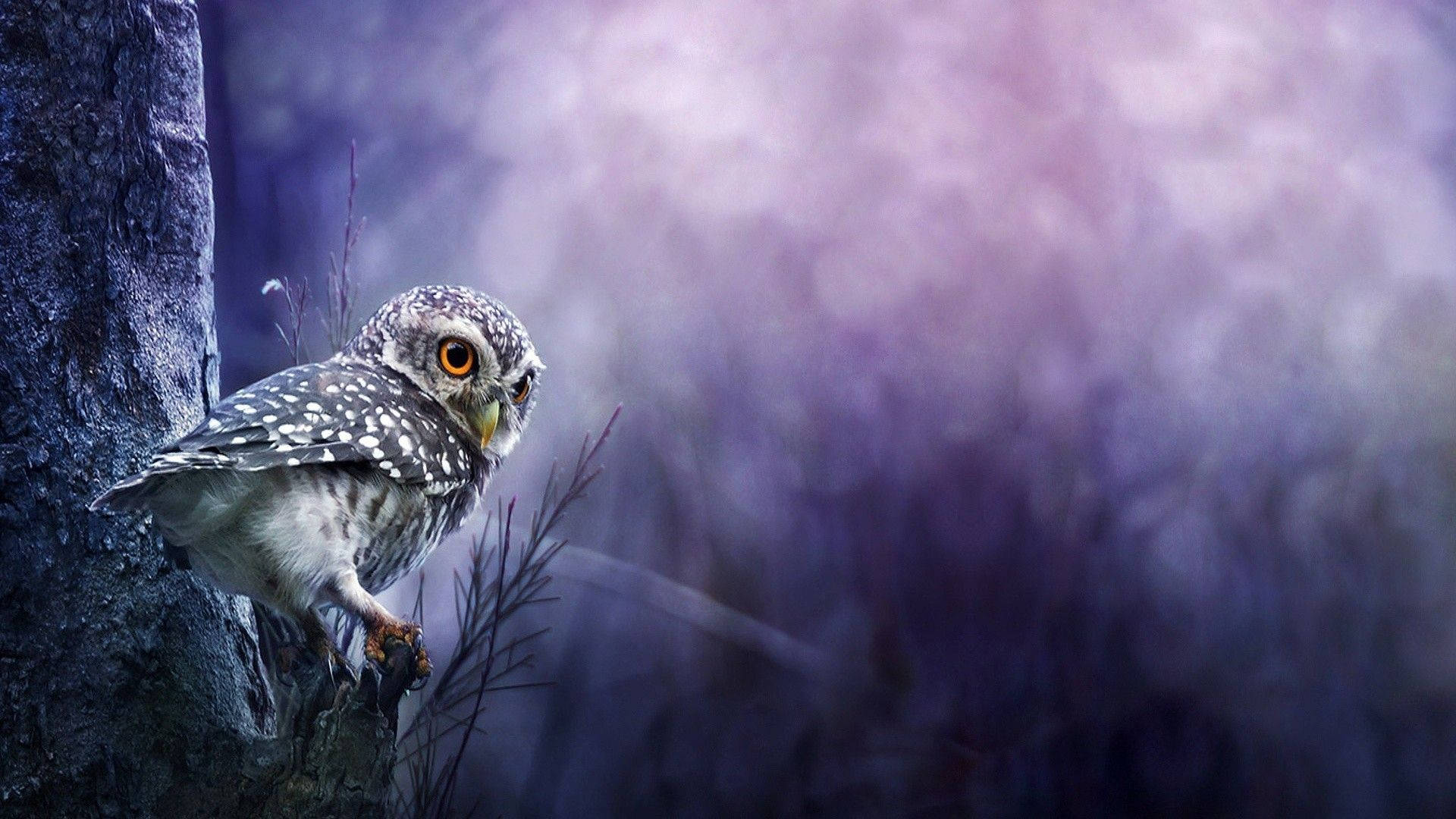 Baby Owl In The Dark Forest Background