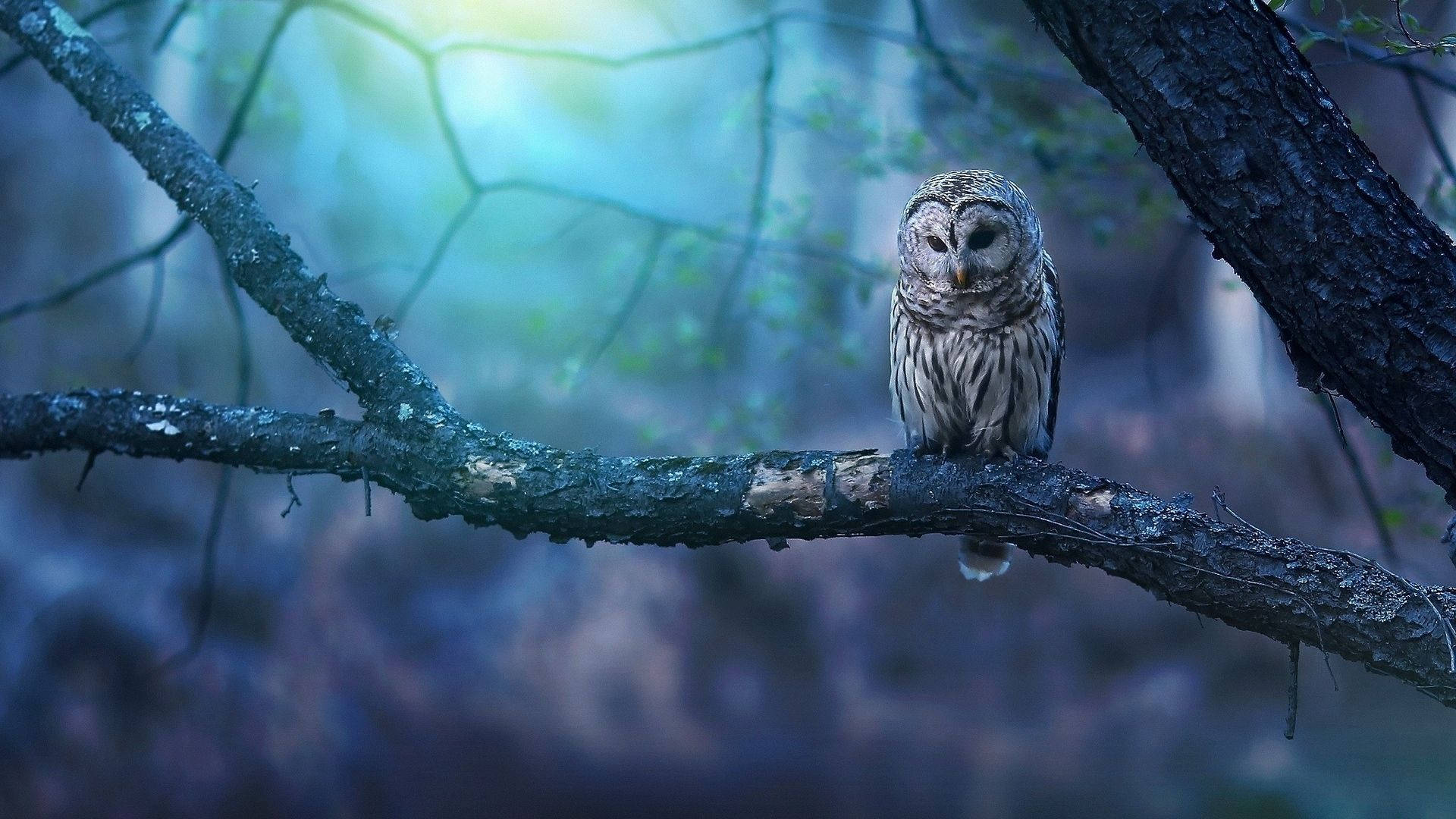 Baby Owl In The Forest Background