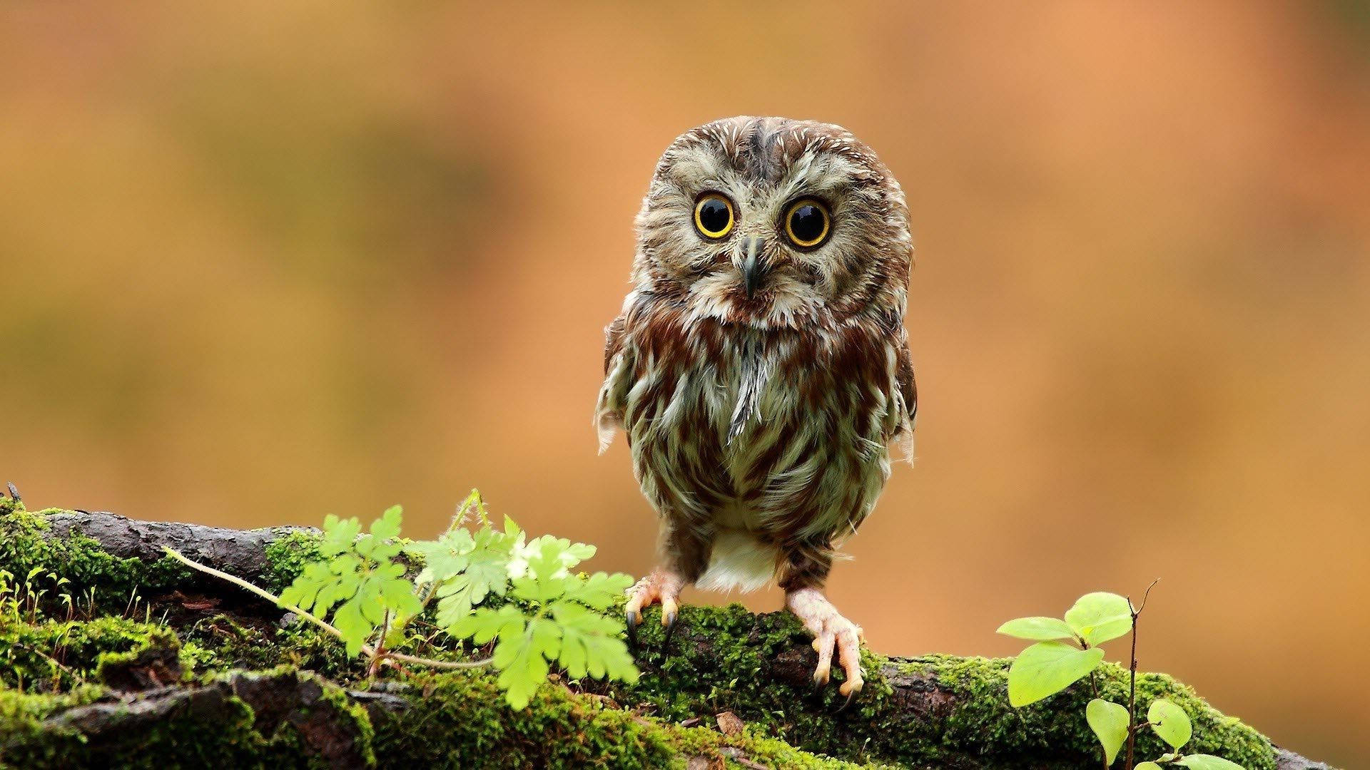 Baby Owl In The Woods Background