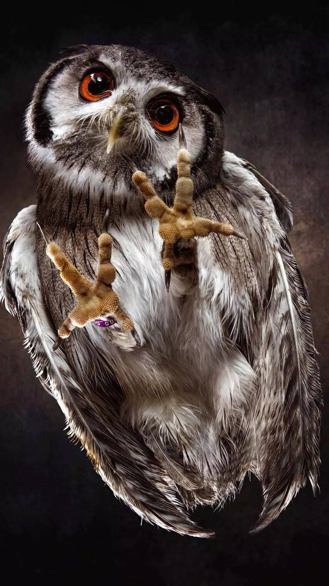 Baby Owl Lifting Feet Background