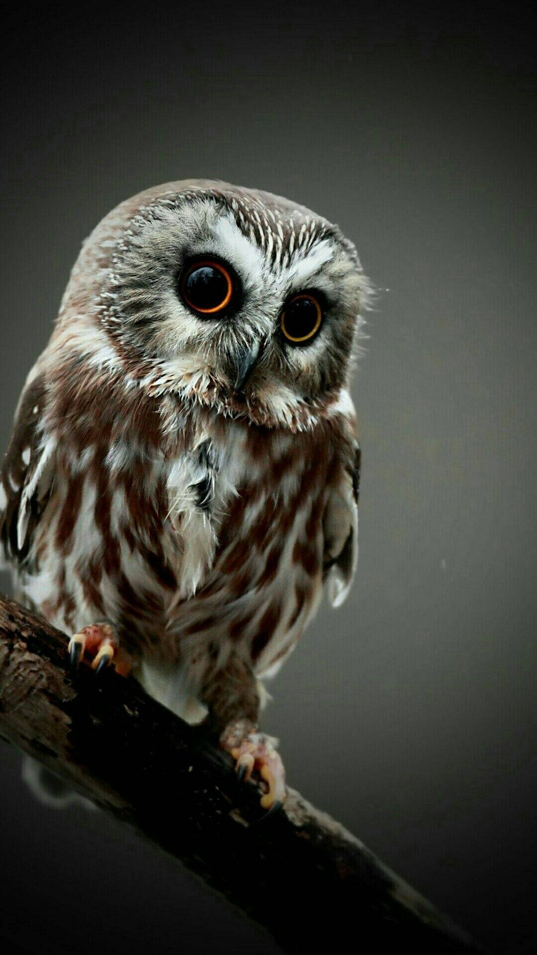 Baby Owl On A Dark Background Background