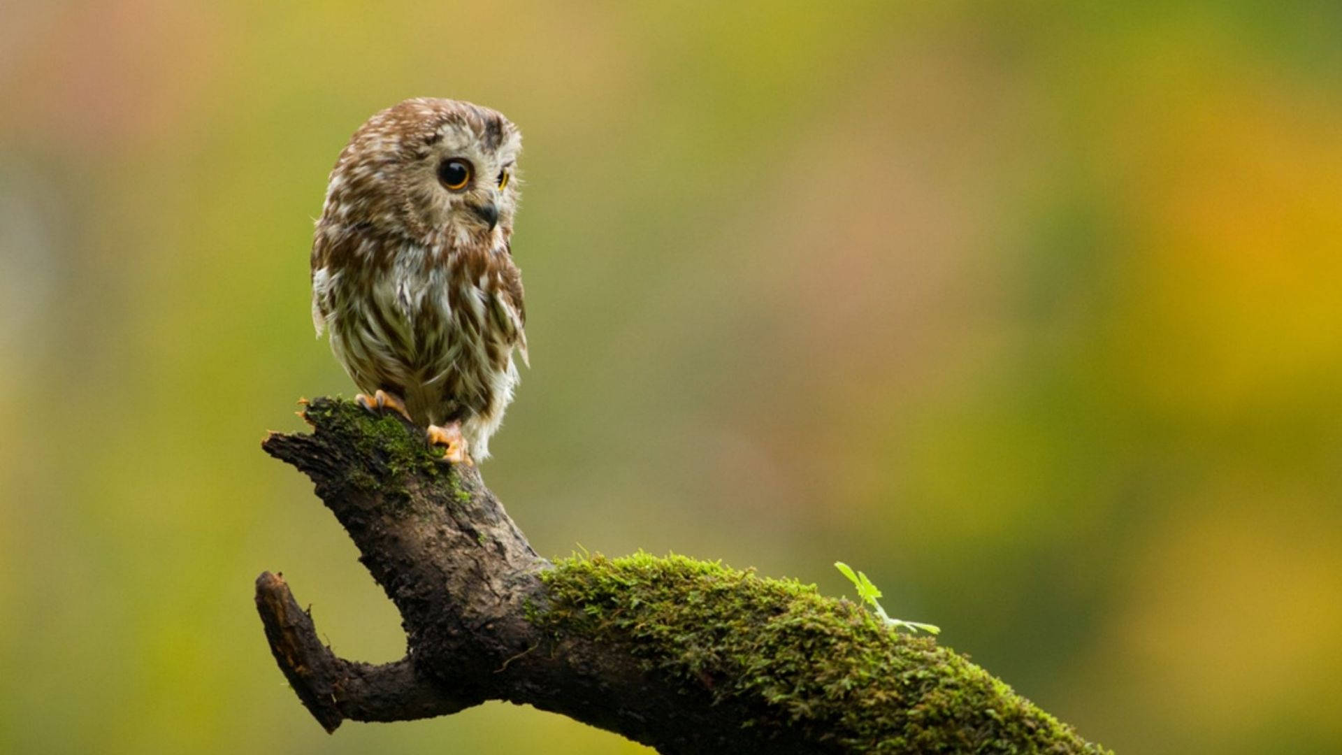Baby Owl On A Wooden Stick Background