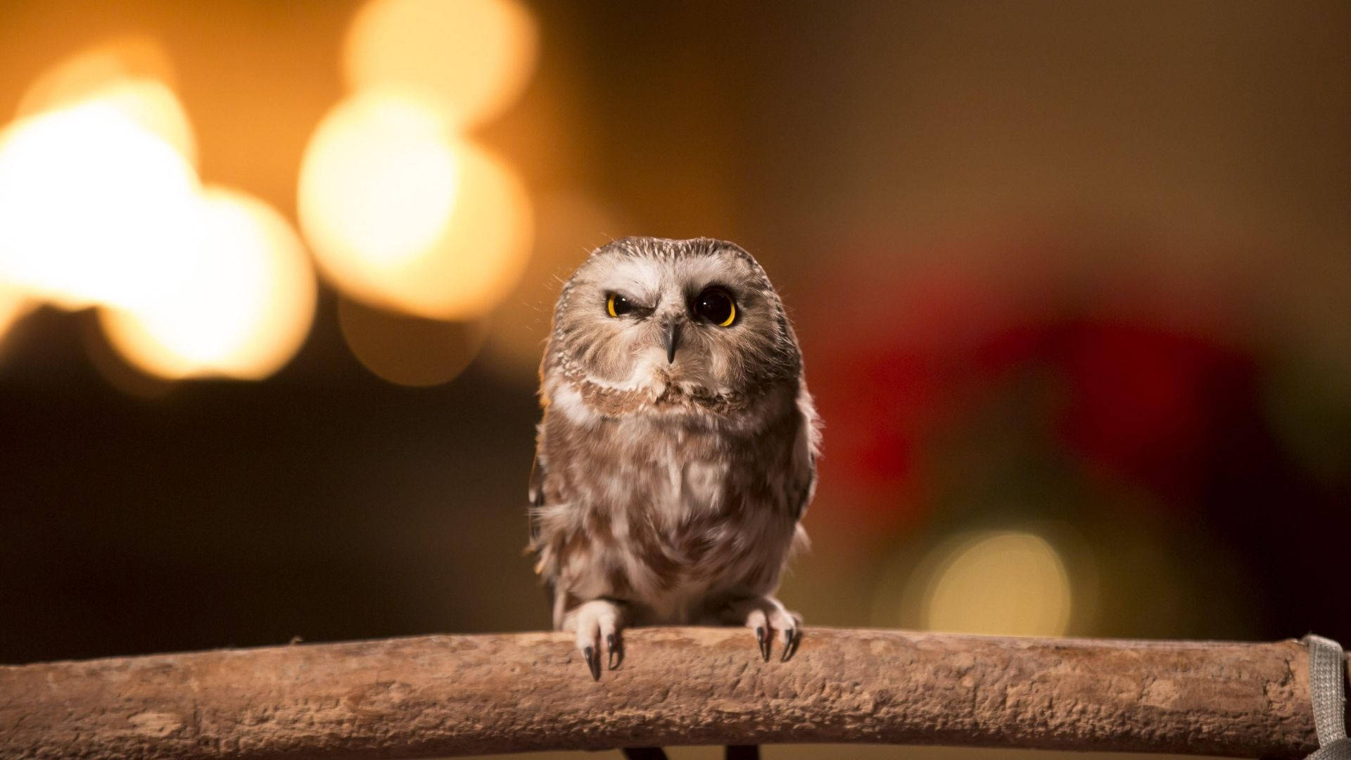 Baby Owl On Long Stick Background