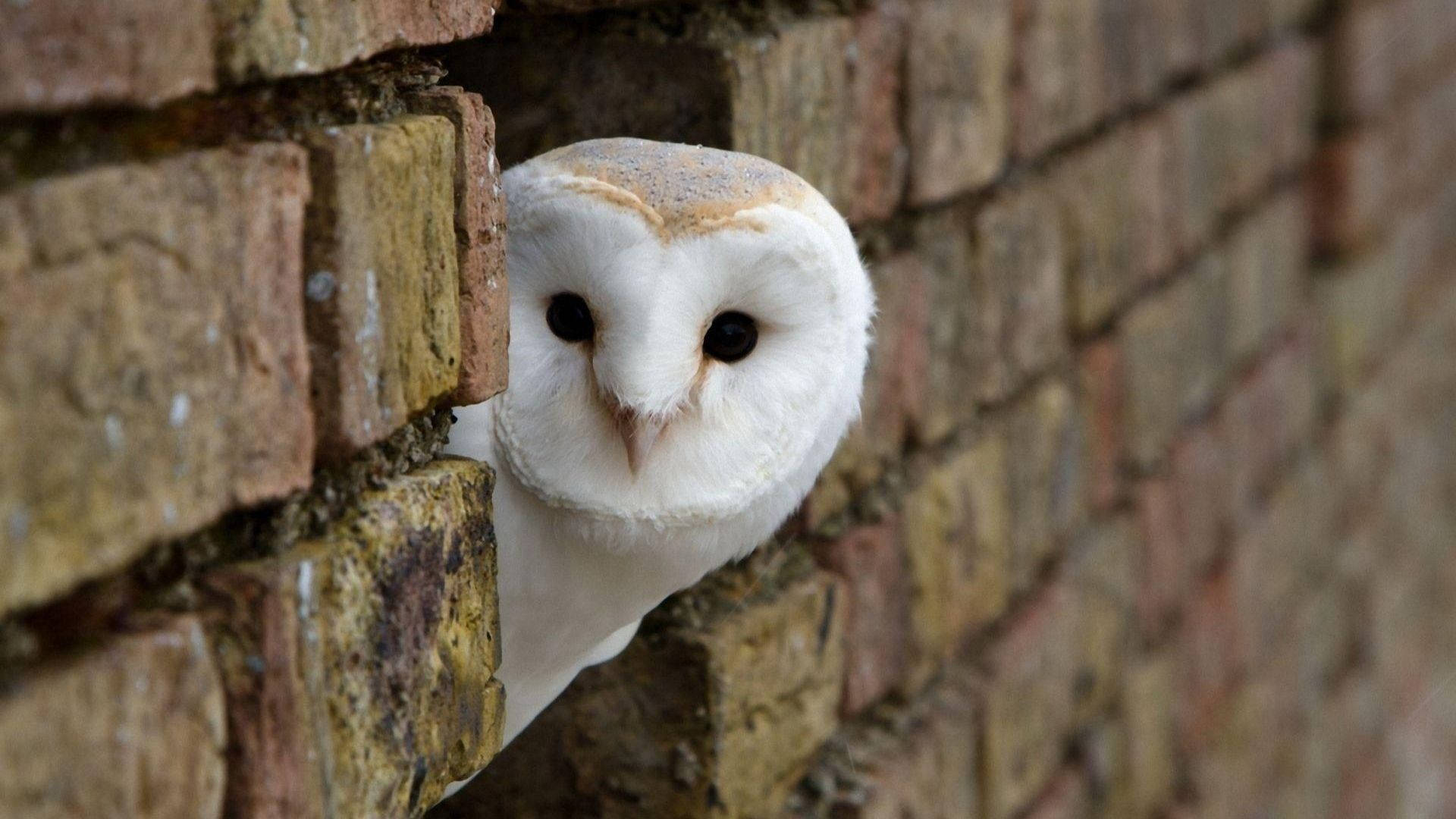 Baby Owl On The Wall Background