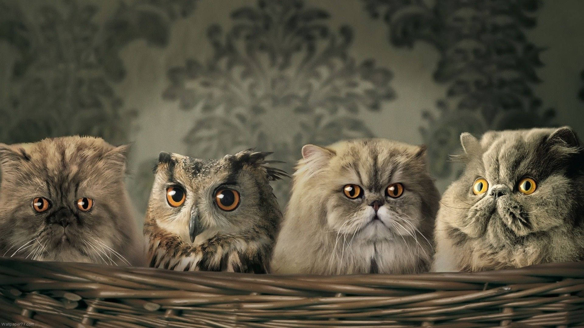 Baby Owl With Cats Background
