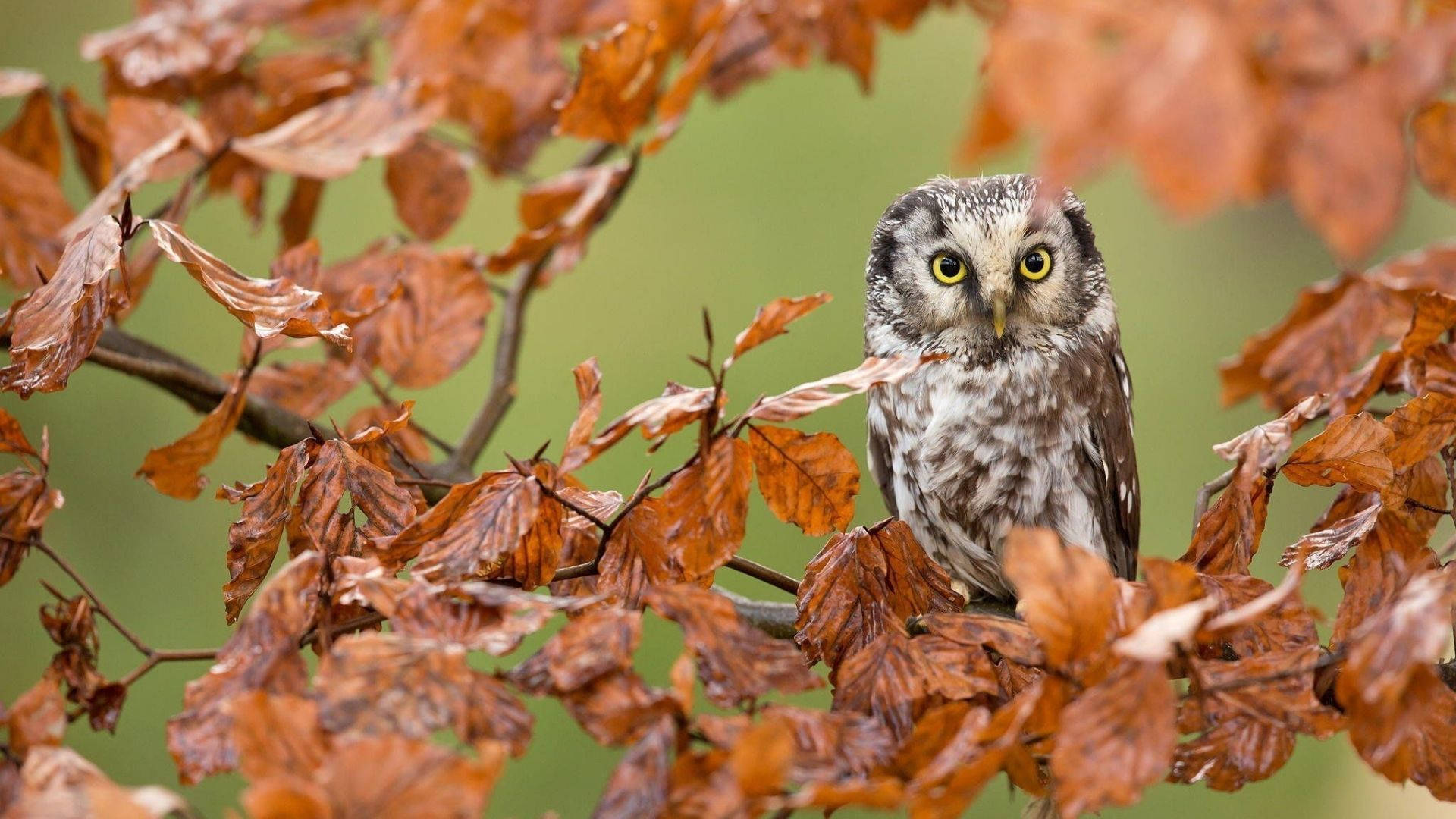 Baby Owl With Dry Leaves Background