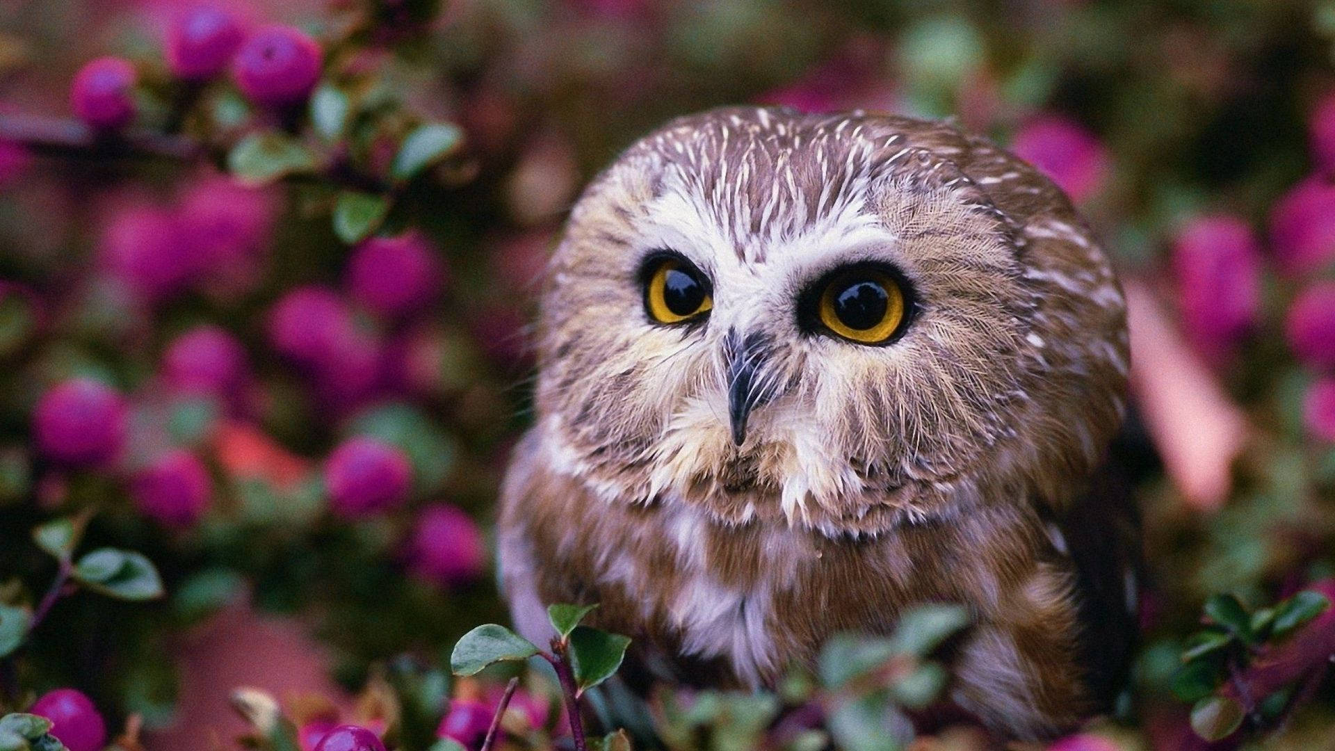 Baby Owl With Flowers Background