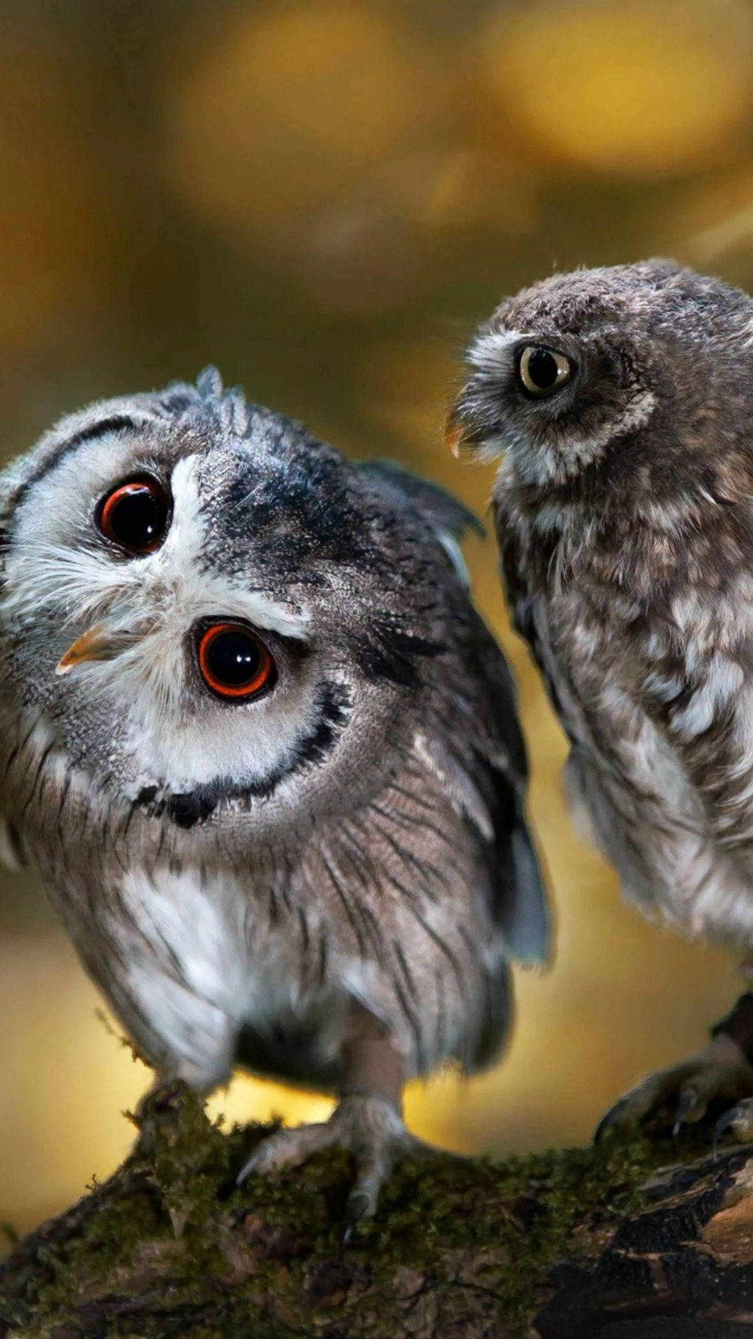 Baby Owls Looking Up Background