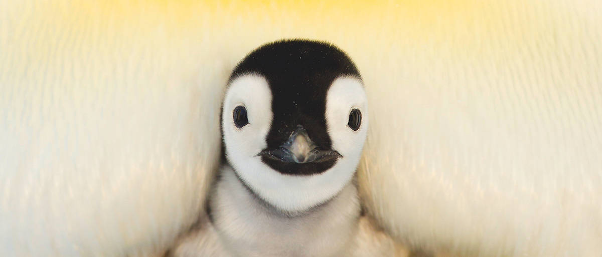 Baby Penguin Being Squeezed Background