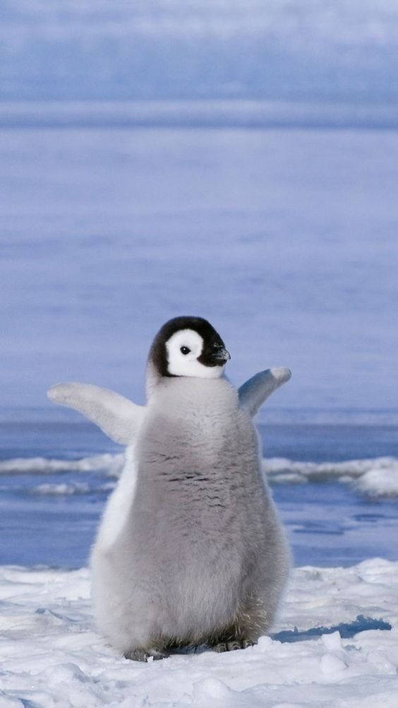 Baby Penguin With Raised Flippers
