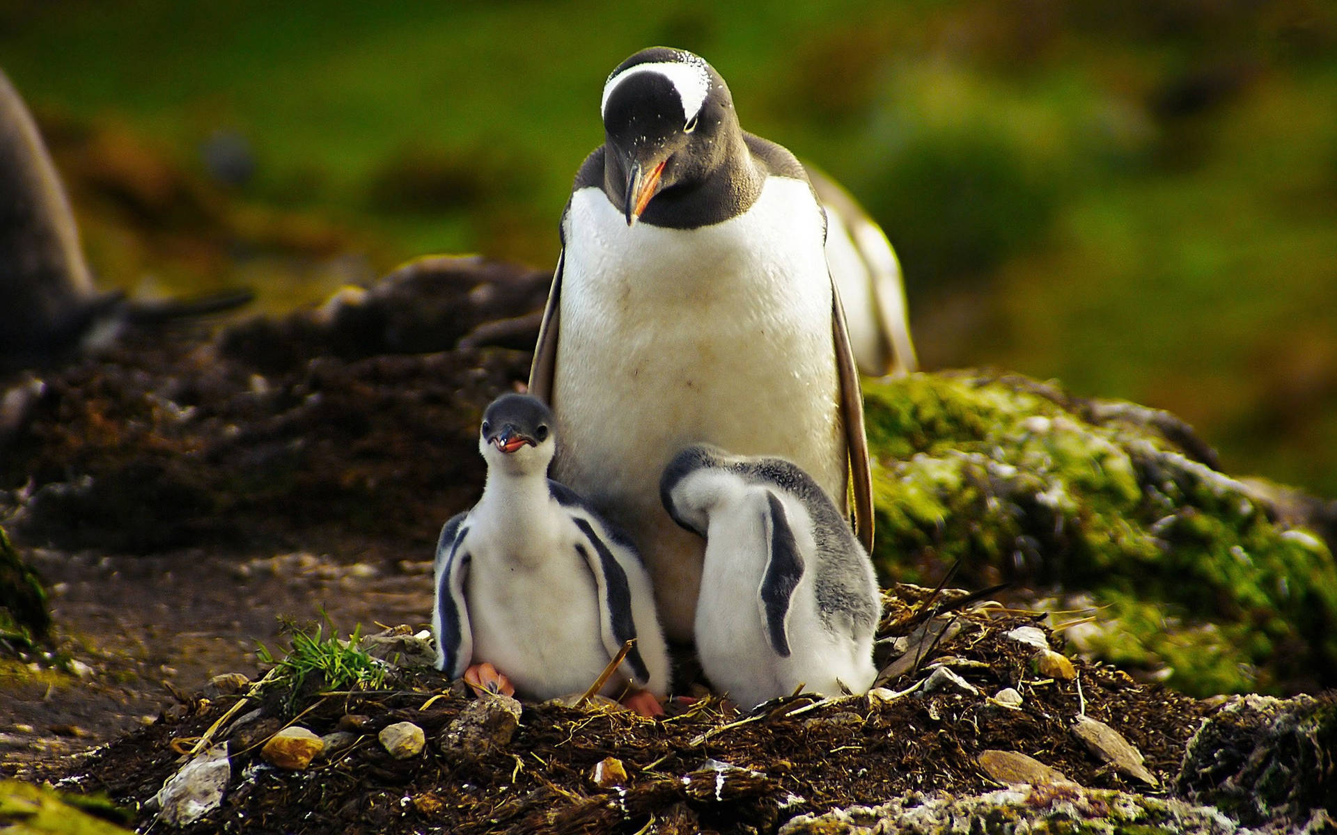 Baby Penguins With Mother Background
