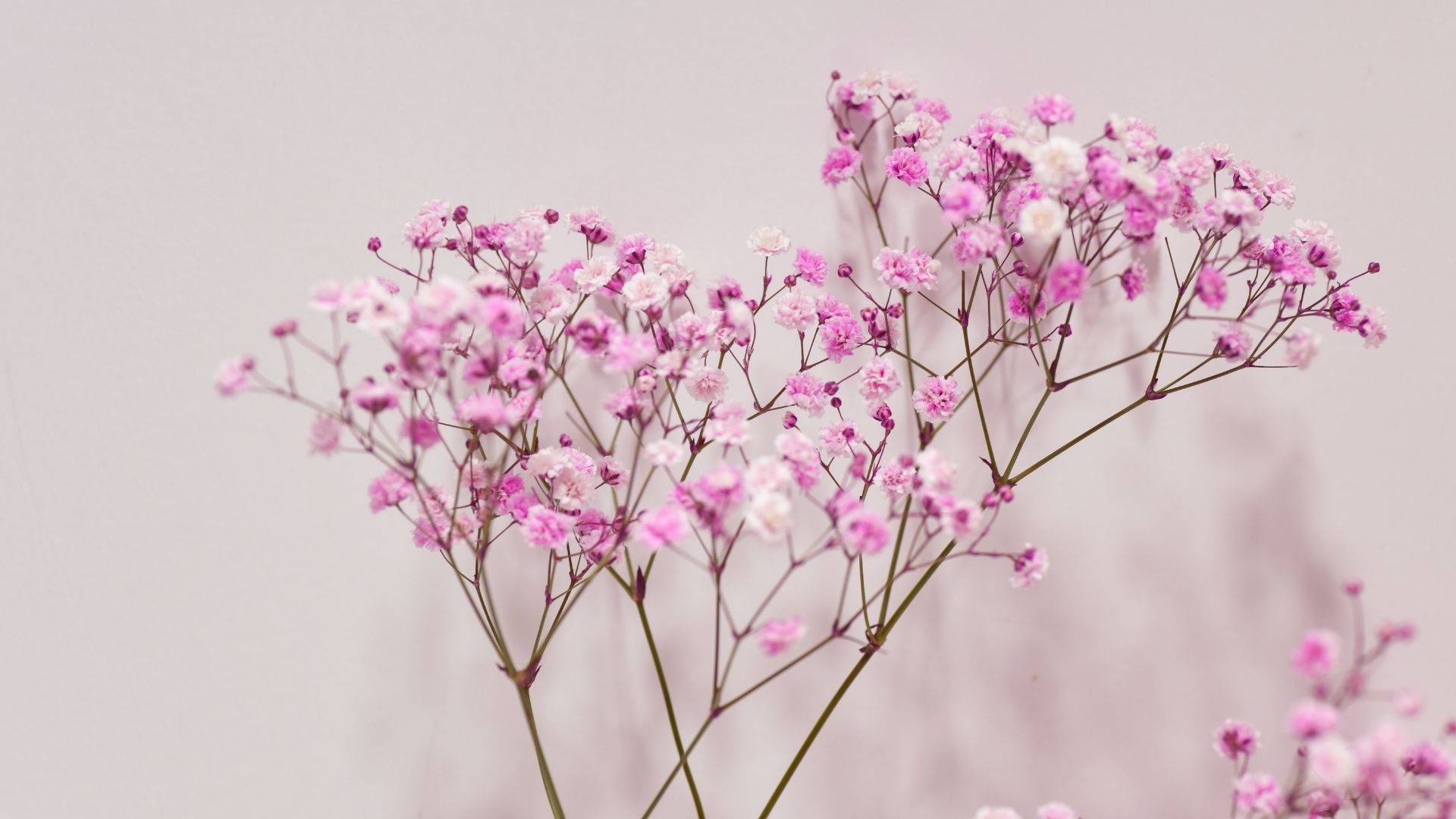 Baby Pink Baby's Breath Flowers Background