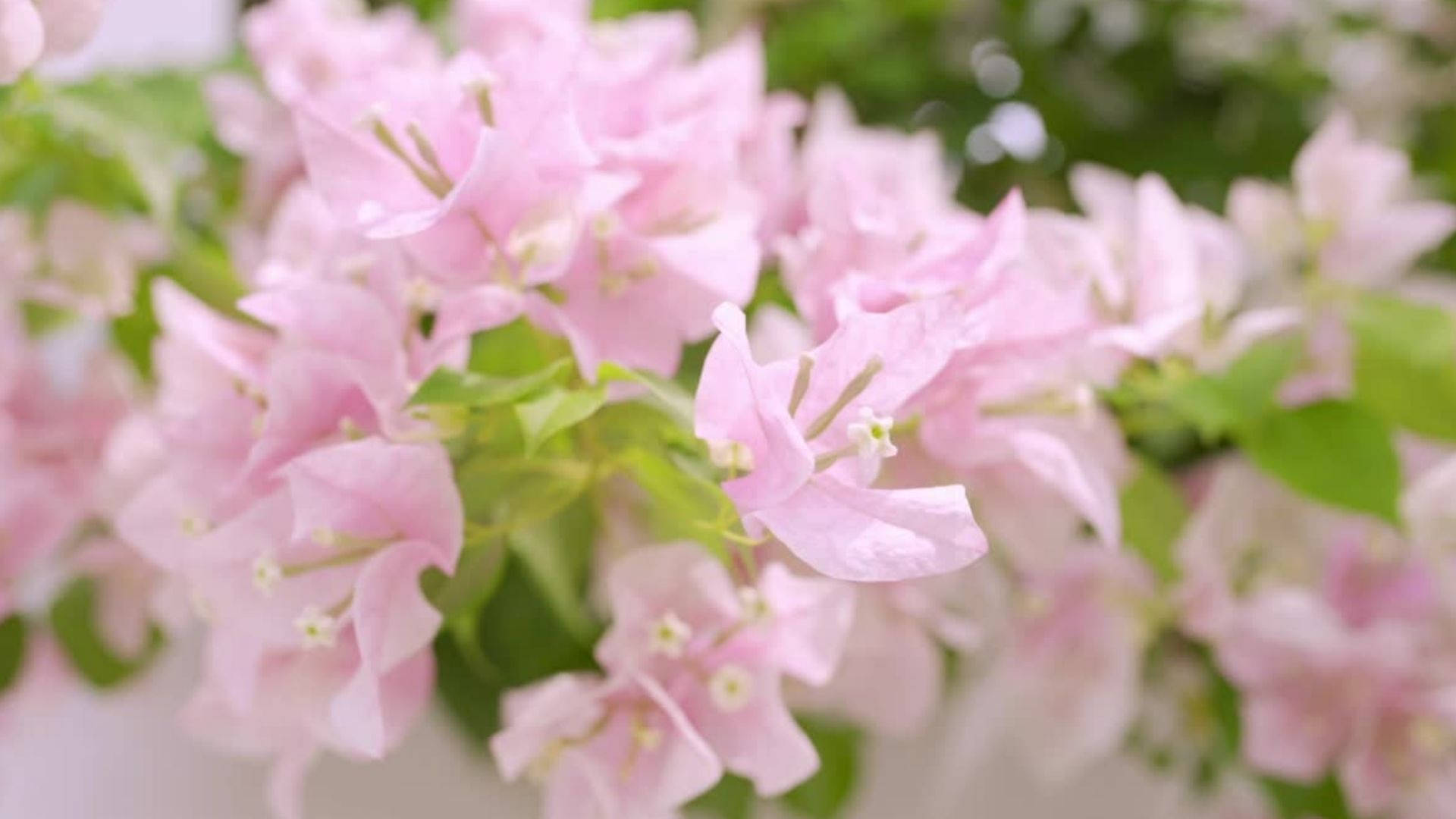 Baby Pink Bougainvillea Flowers Background