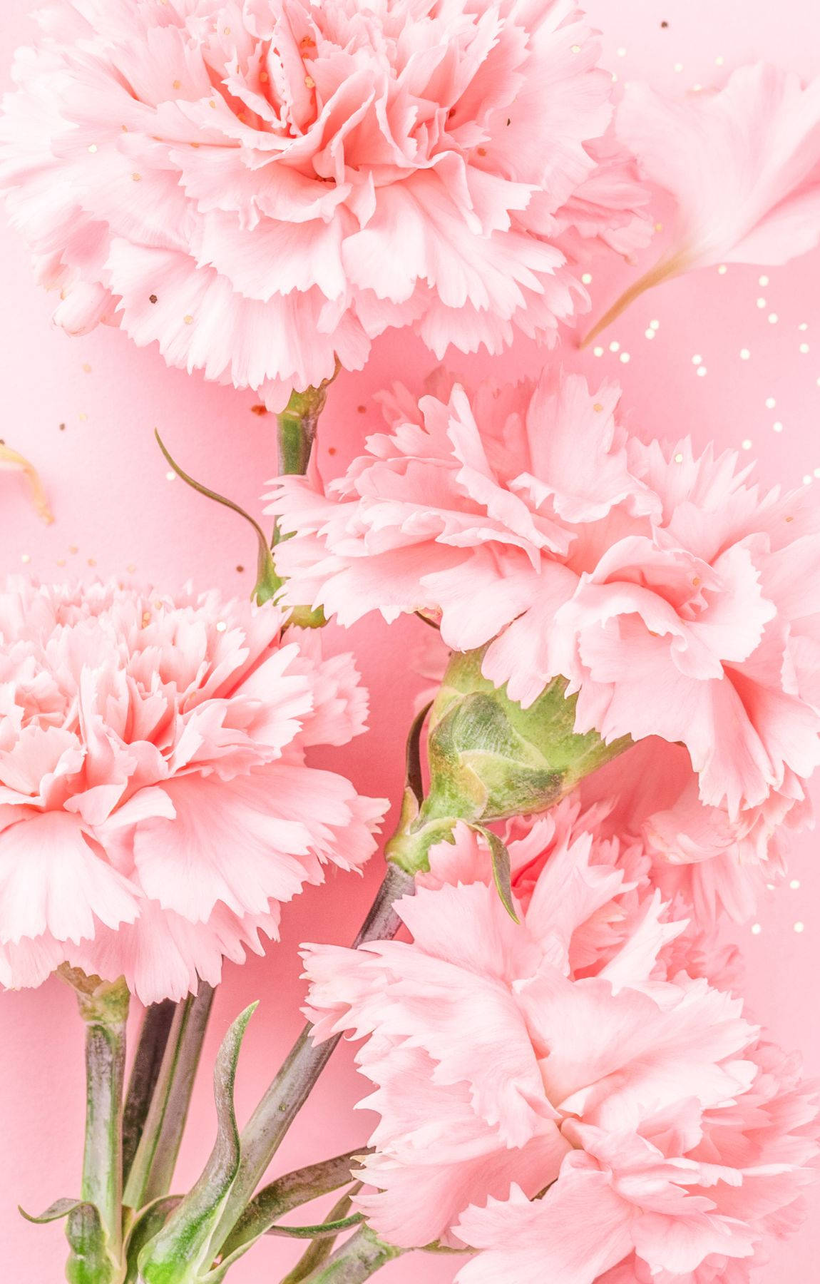 Baby Pink Carnation Flowers