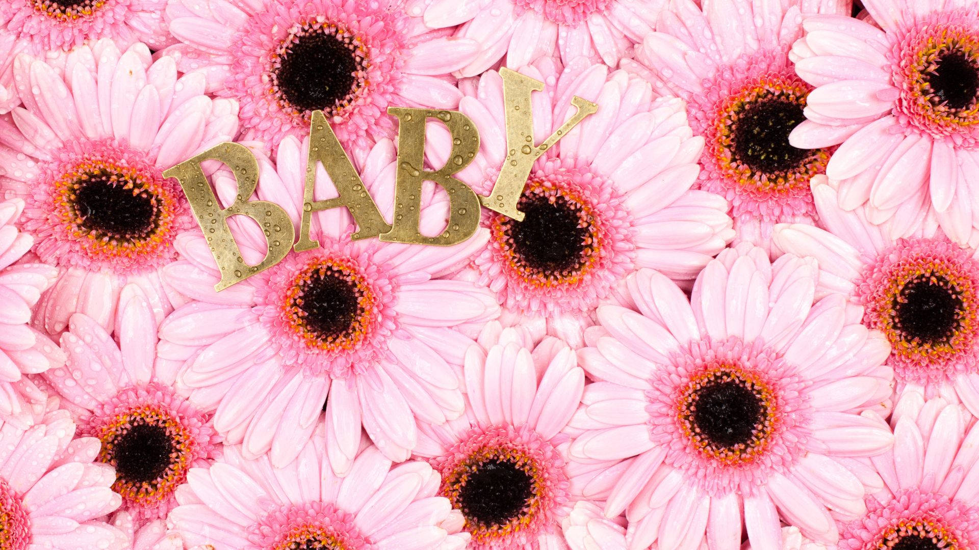 Baby Pink Daisy Flowers Background