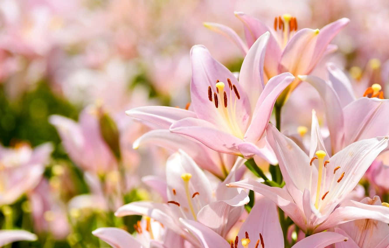 Baby Pink Eastern Lily Flowers Background