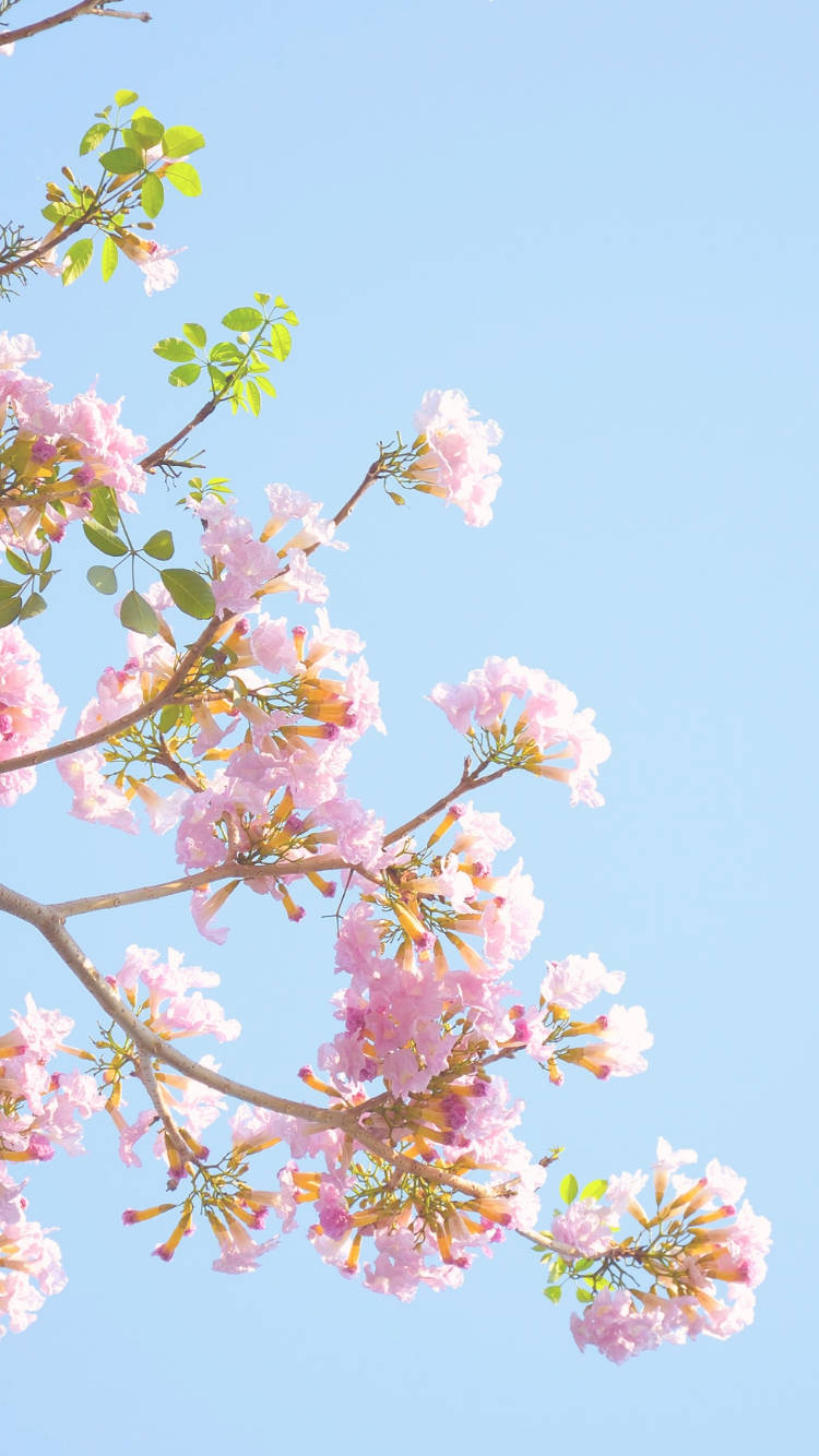 Baby Pink Flowers Aesthetic Sky