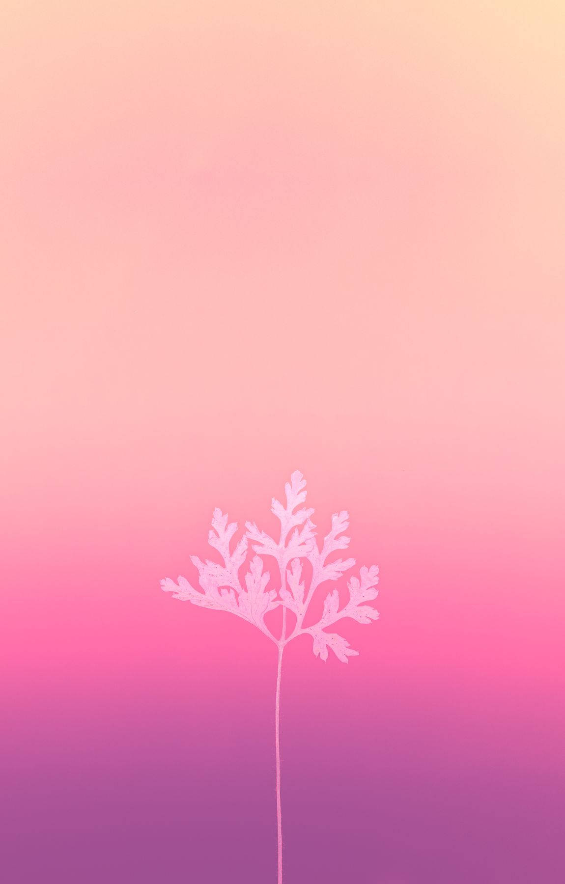 Baby Pink Leaf On Gradient Background