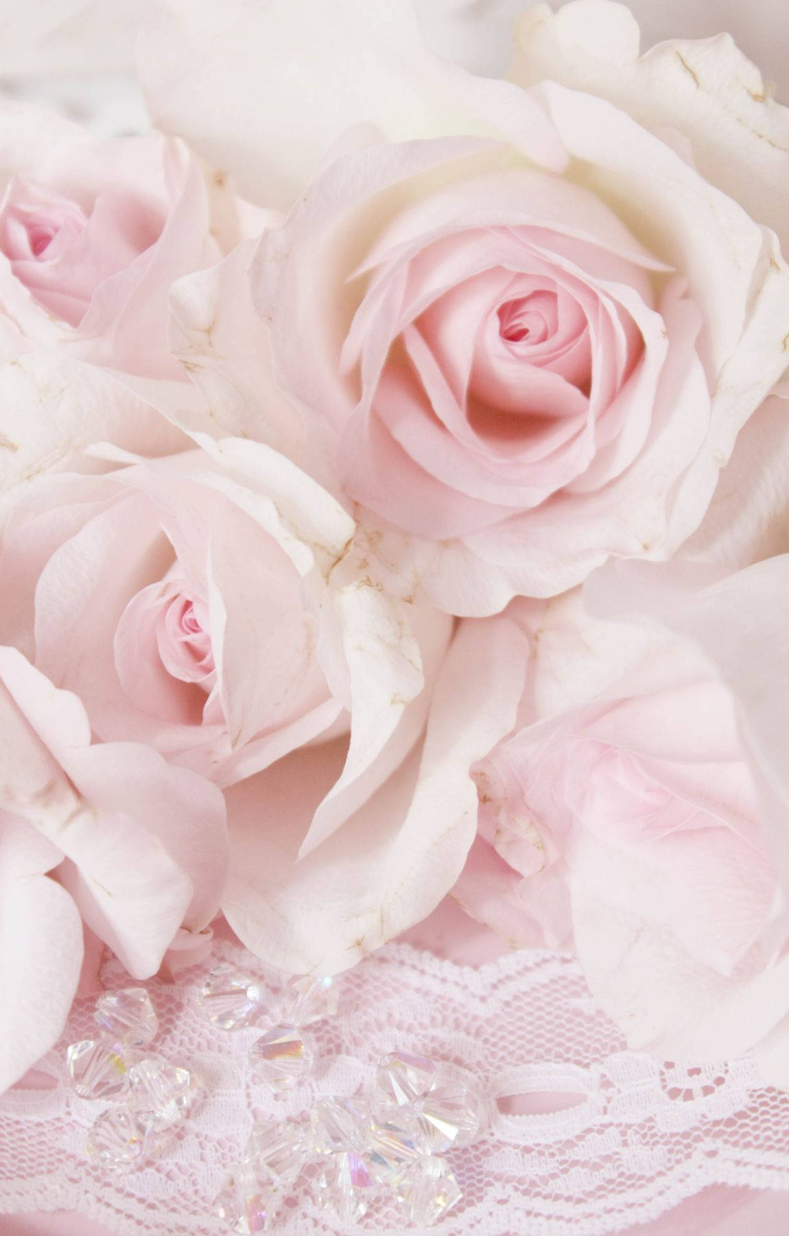 Baby Pink Roses Background