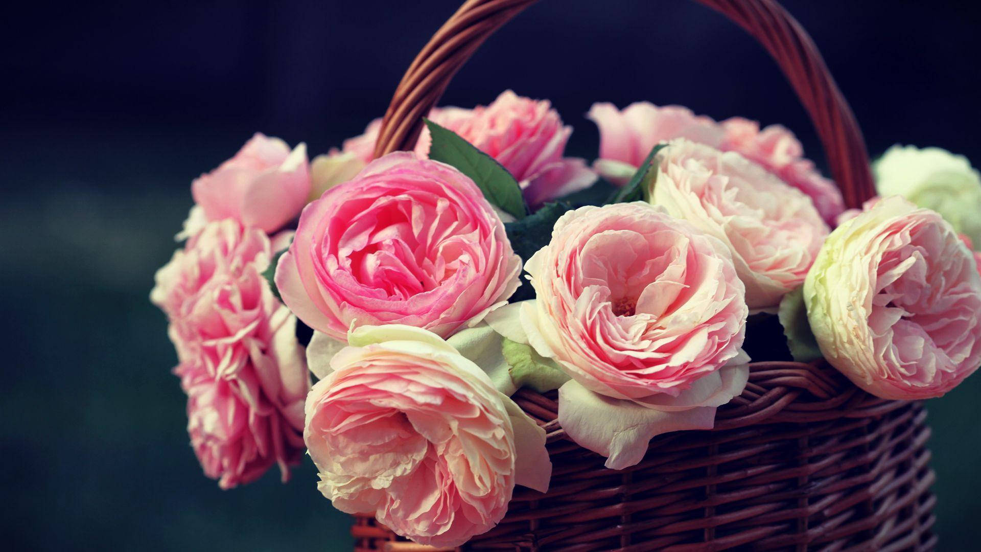 Baby Pink Roses In A Basket Background