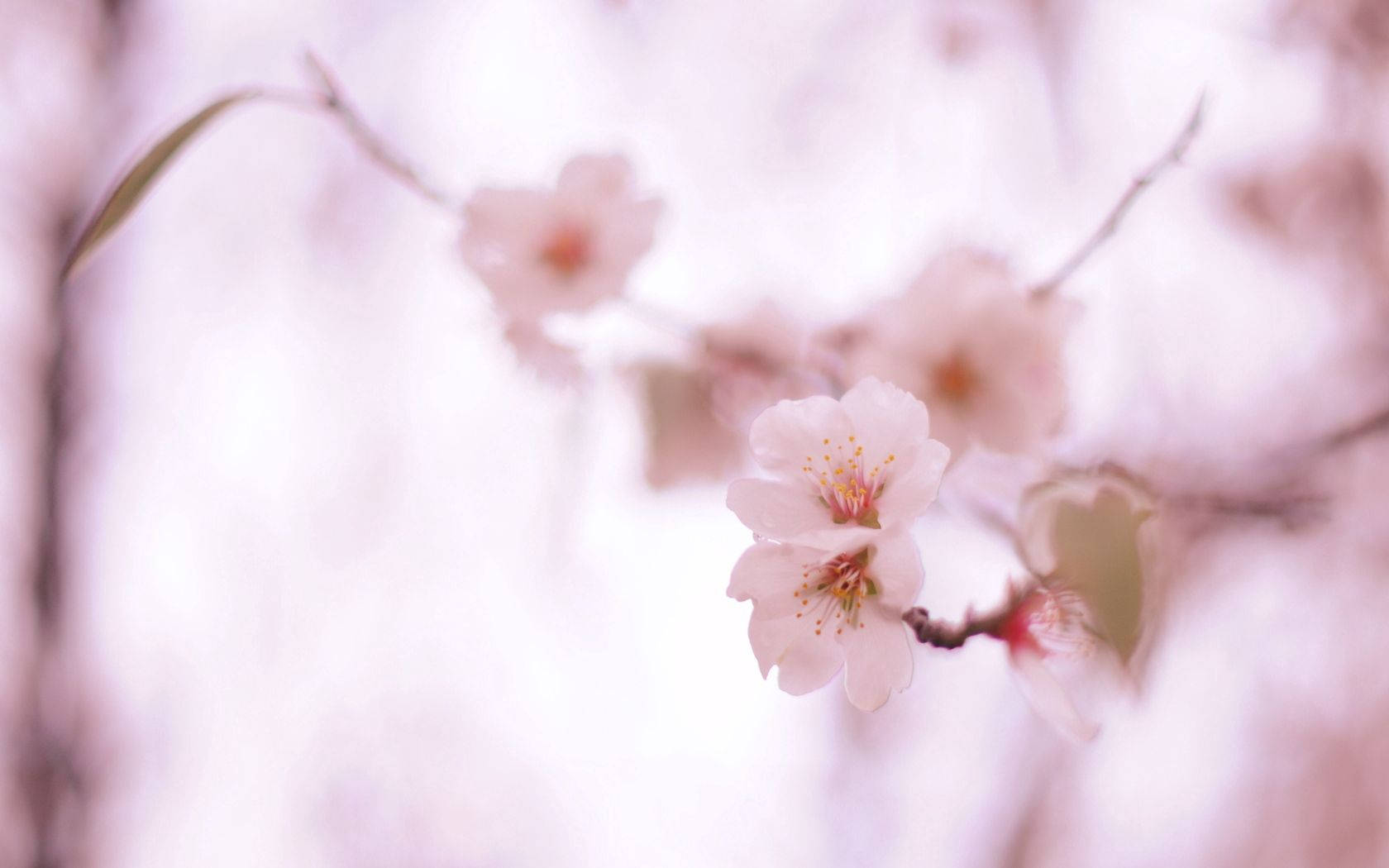 Baby Pink Spring Flowers Background