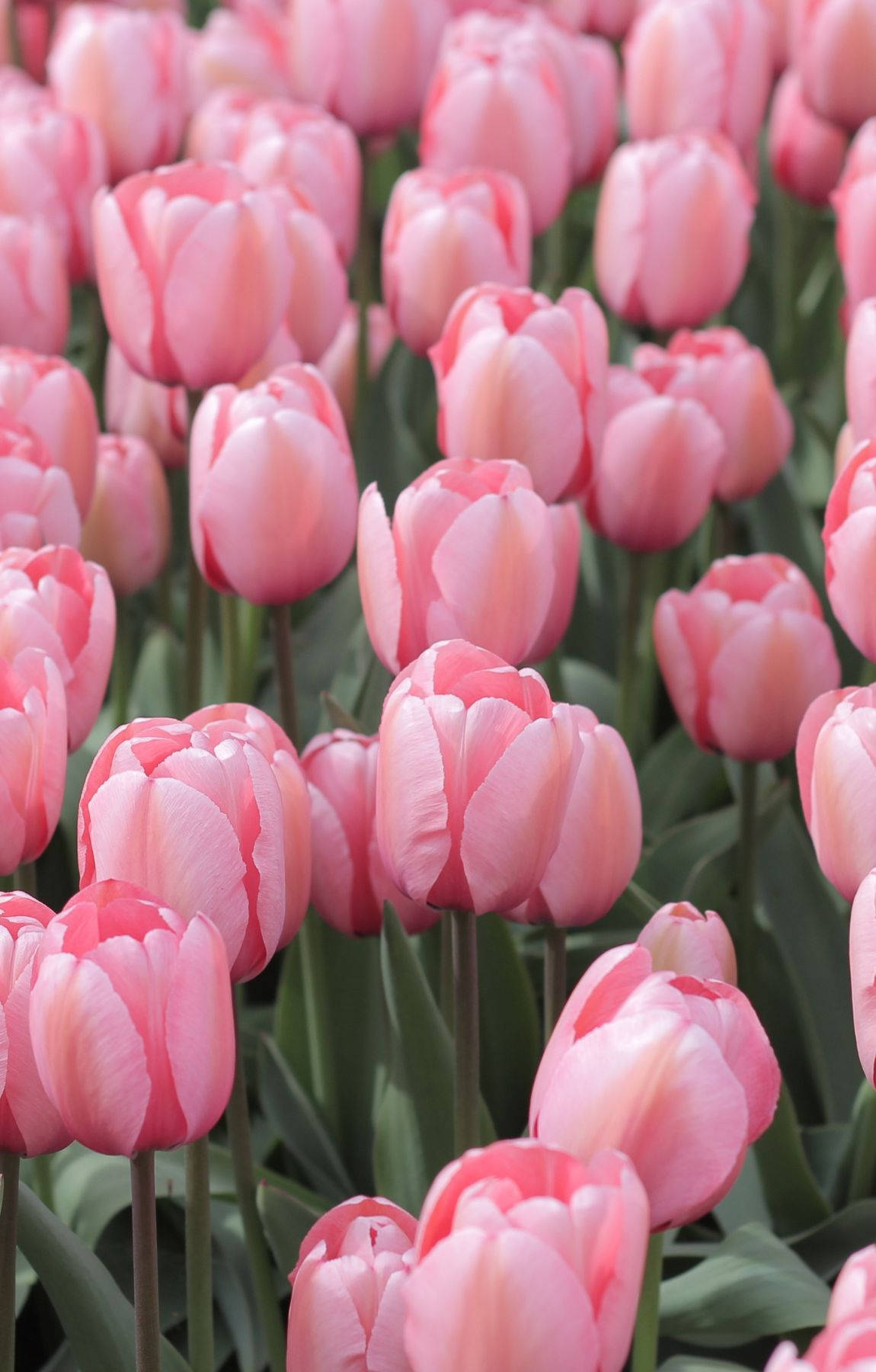 Baby Pink Tulips In Full Bloom Background