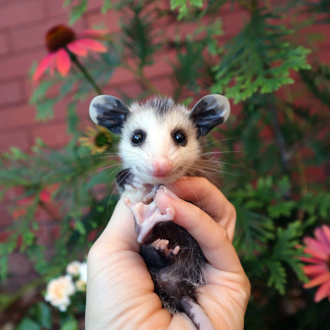 Baby Possum Heldin Hands.jpg