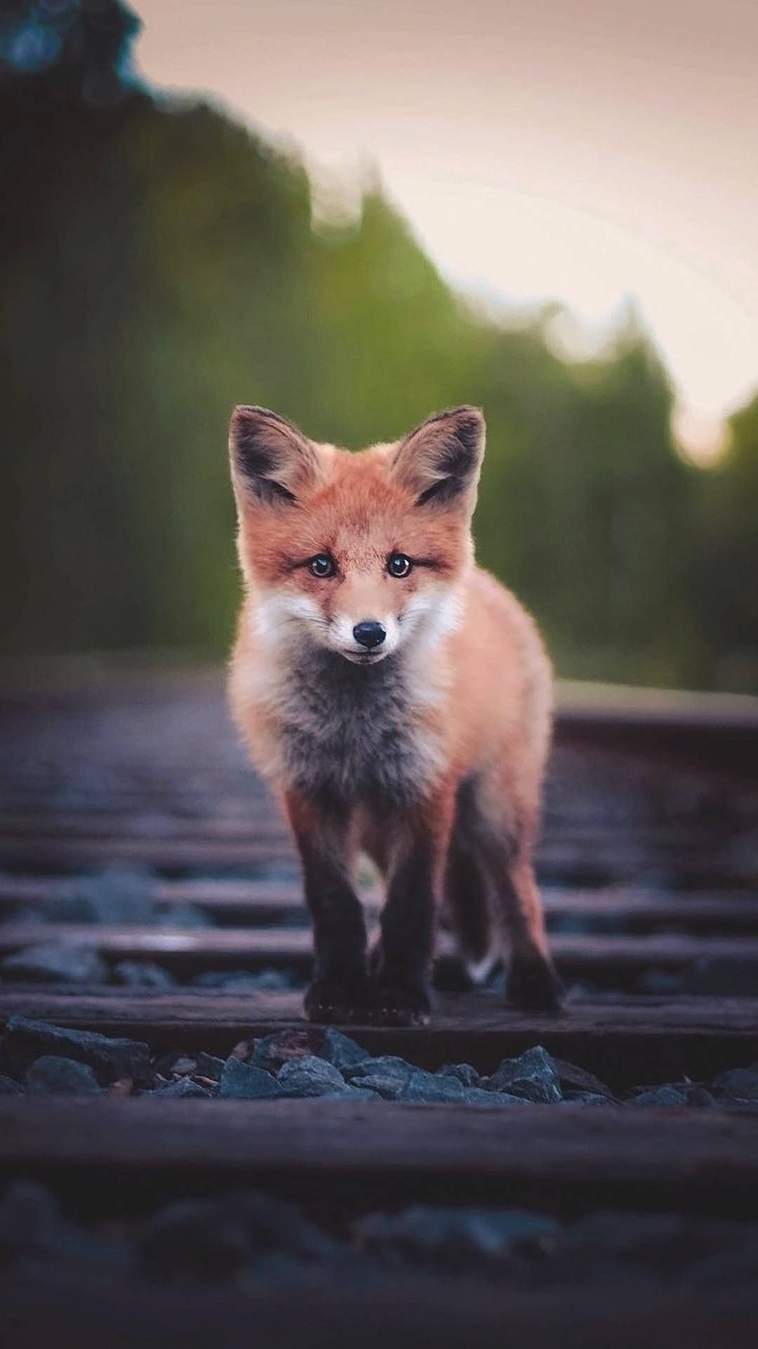 Baby Red Fox Animal Walking Through Railway Background