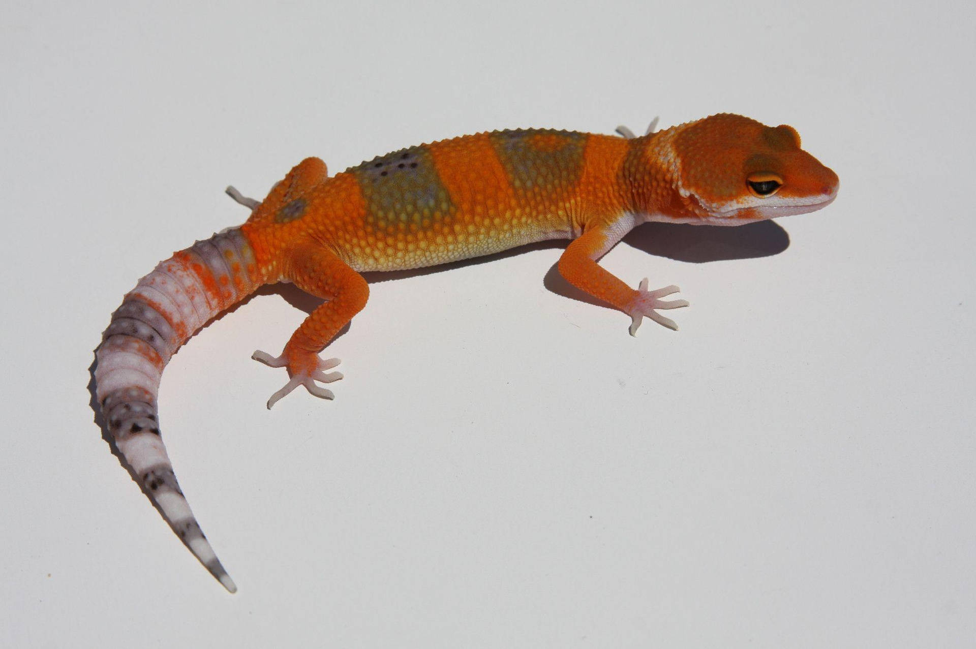 Baby Red Leopard Gecko Background